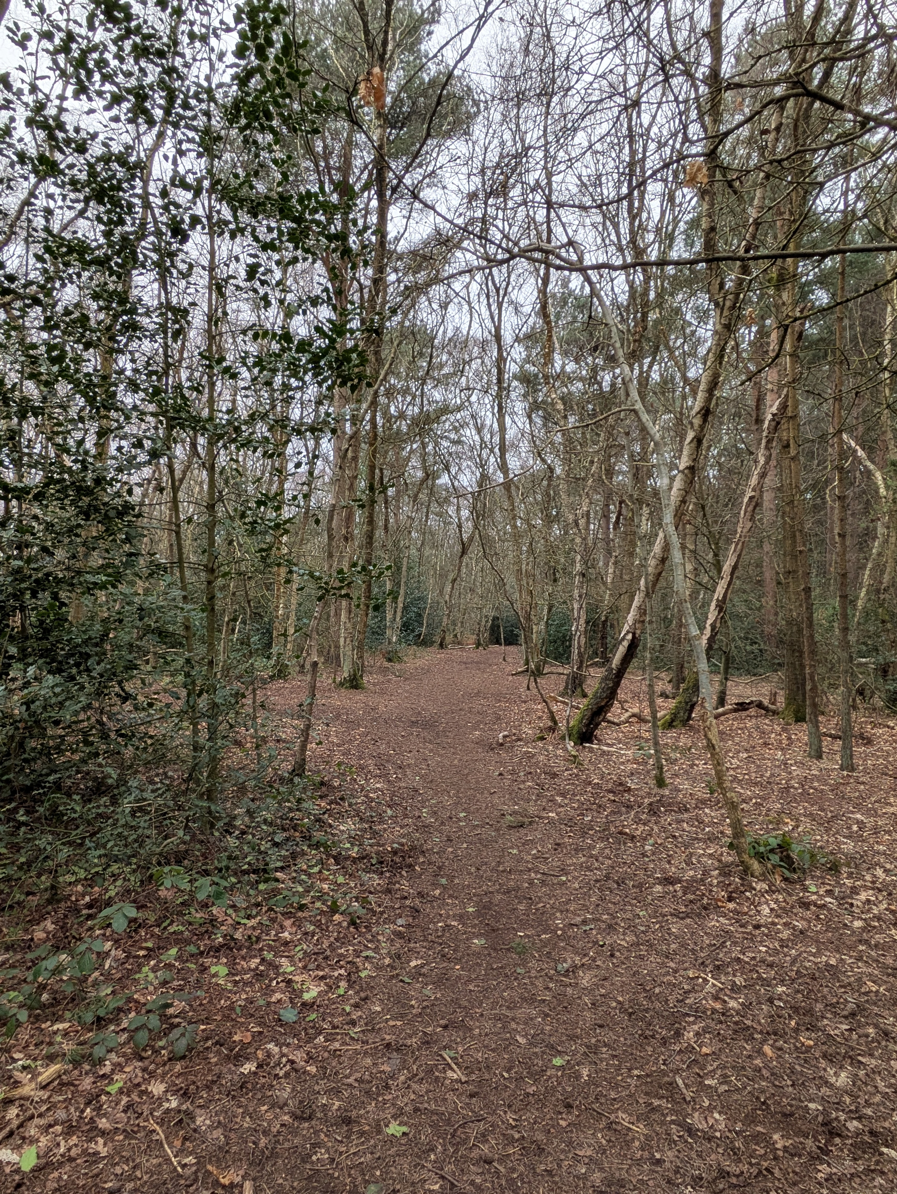 A wooded path is surrounded by leafless trees and dense underbrush, creating a serene and natural landscape.