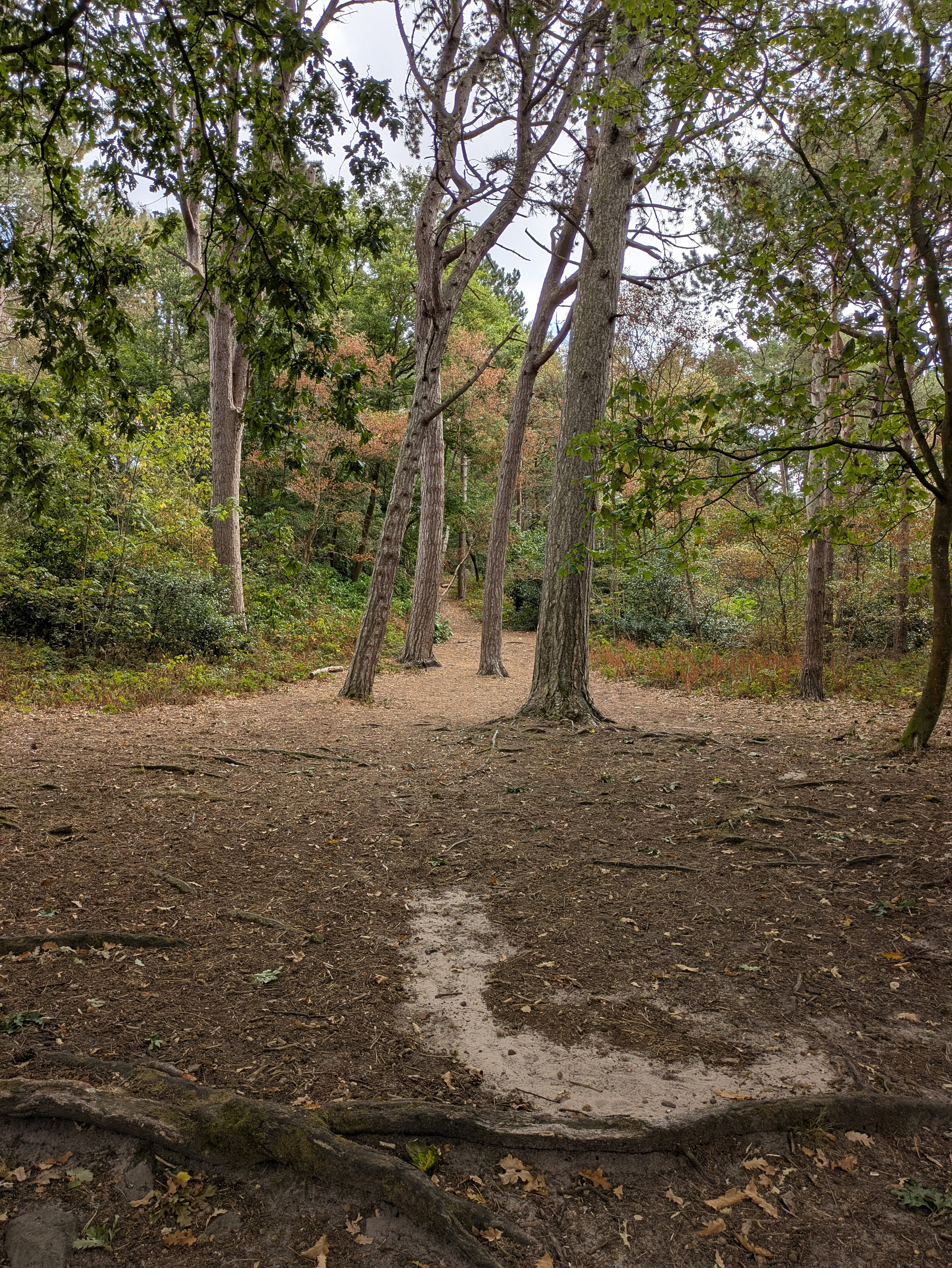A dirt path winds through a forested area with tall trees and scattered green and autumn-colored foliage.
