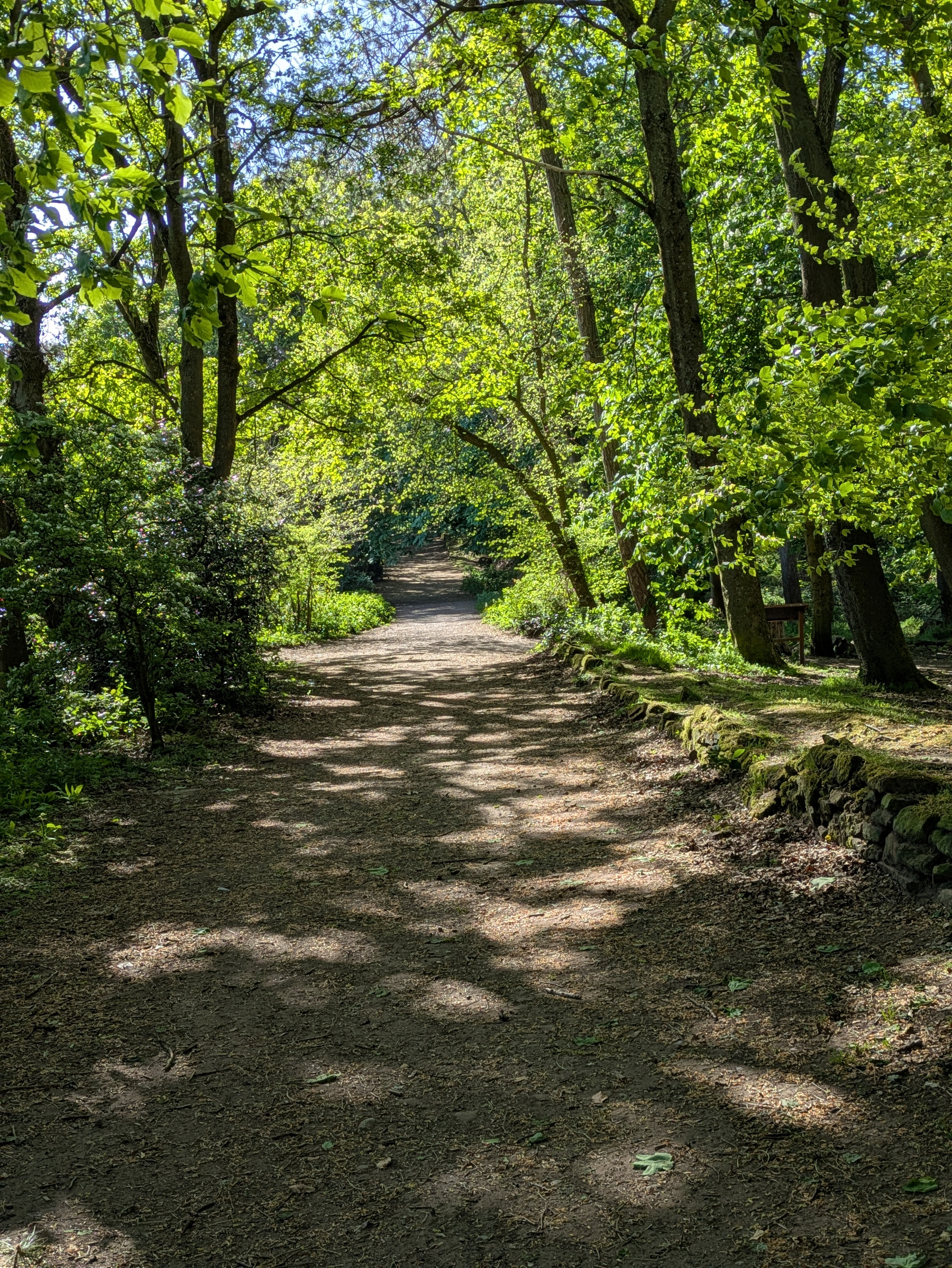 A sunlit dirt path runs through a lush, green forest with dappled sunlight on the ground.