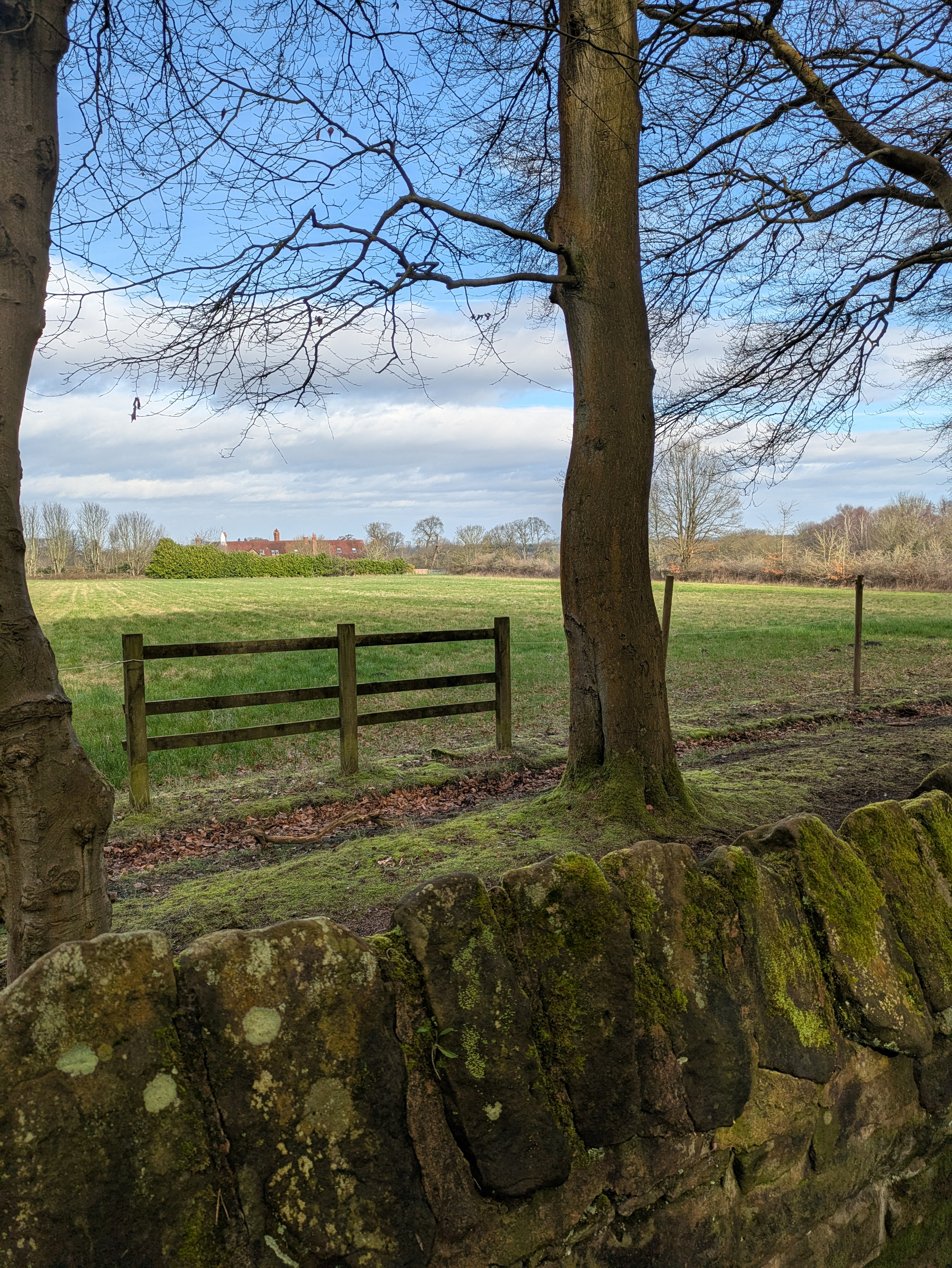 Two bare trees frame a view of a grassy field with a wooden fence and a distant building, seen over a moss-covered stone wall.