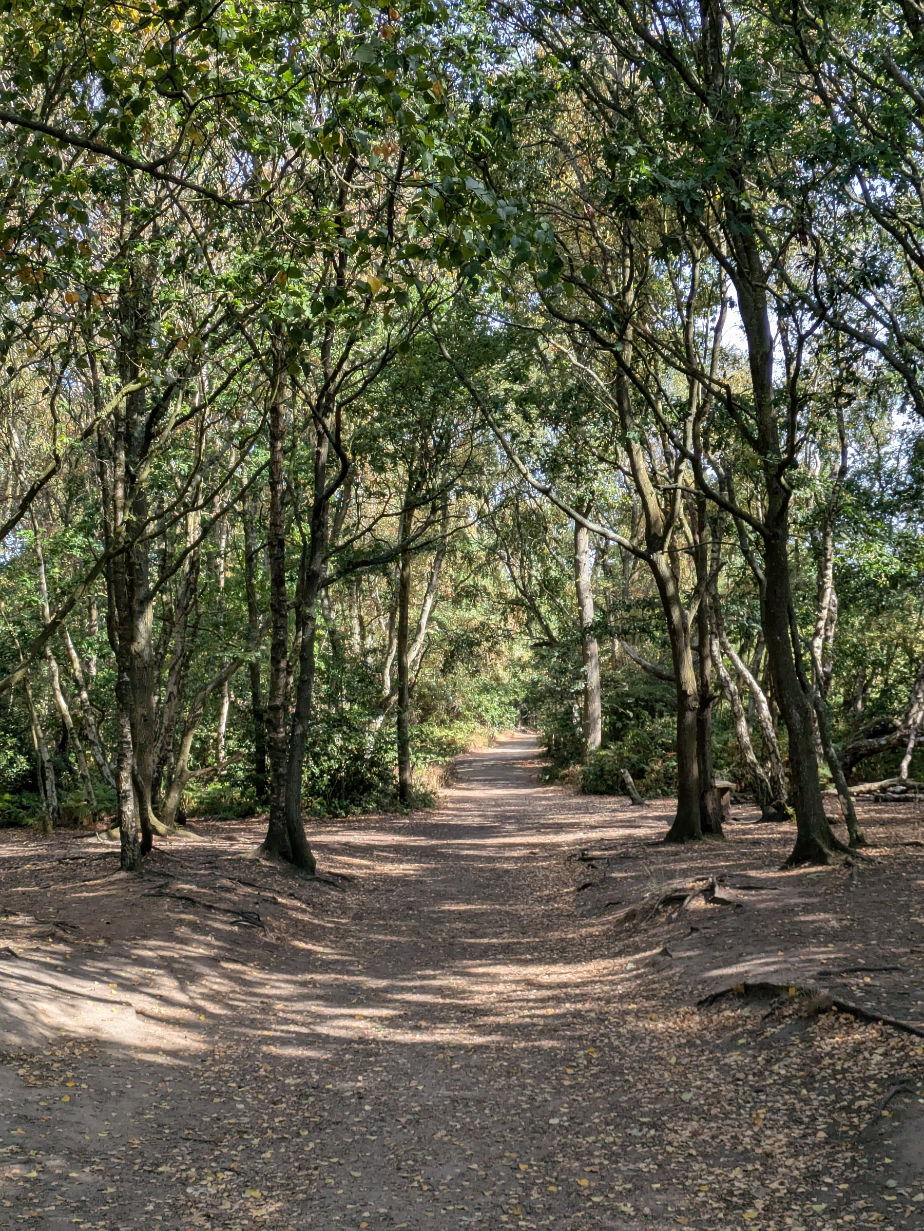 A dirt path winds through a sunlit forest with tall trees and scattered leaves on the ground.