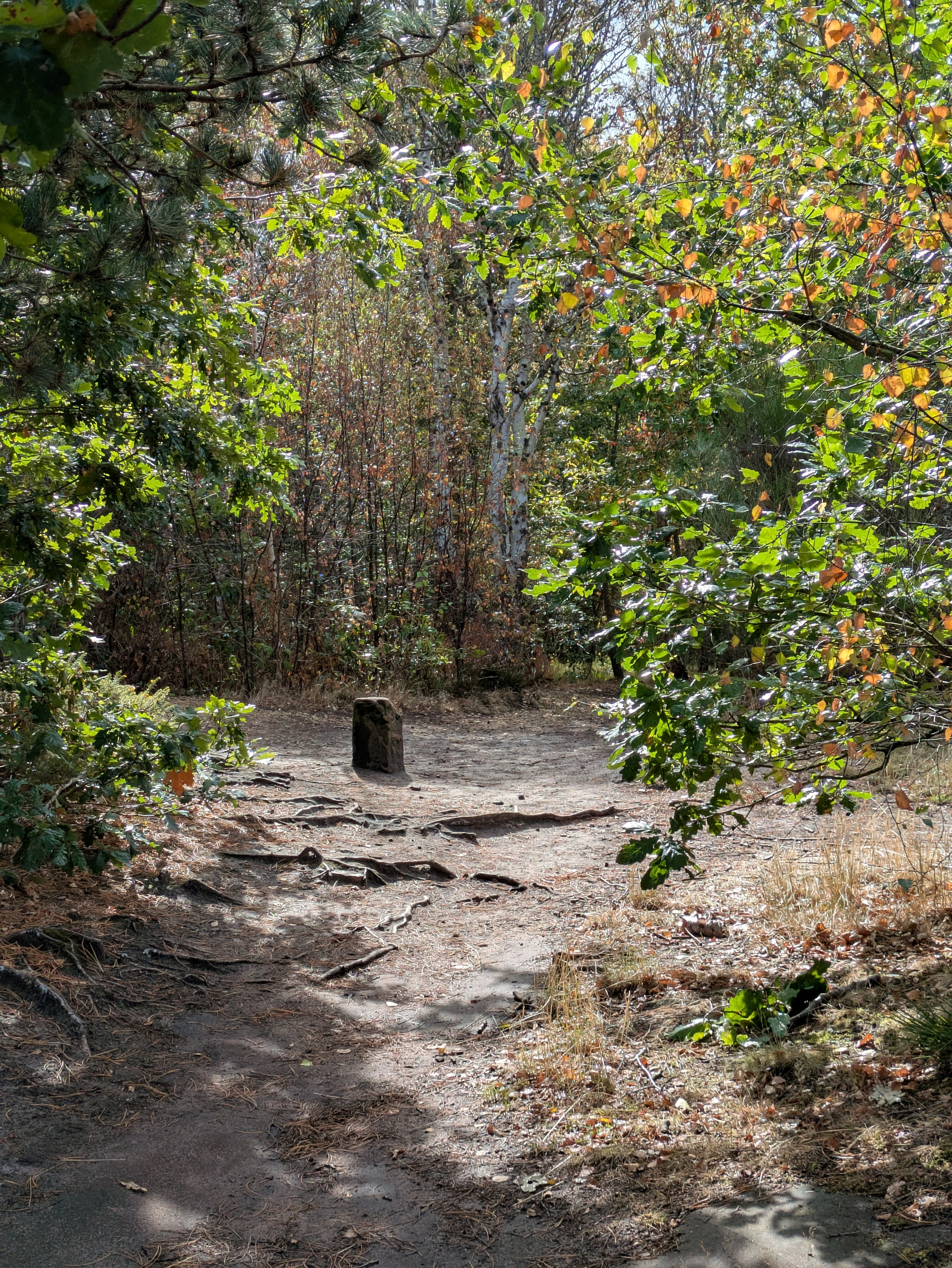 A sunlit forest path with exposed tree roots leads to a small, upright stone marker surrounded by dense trees and greenery.