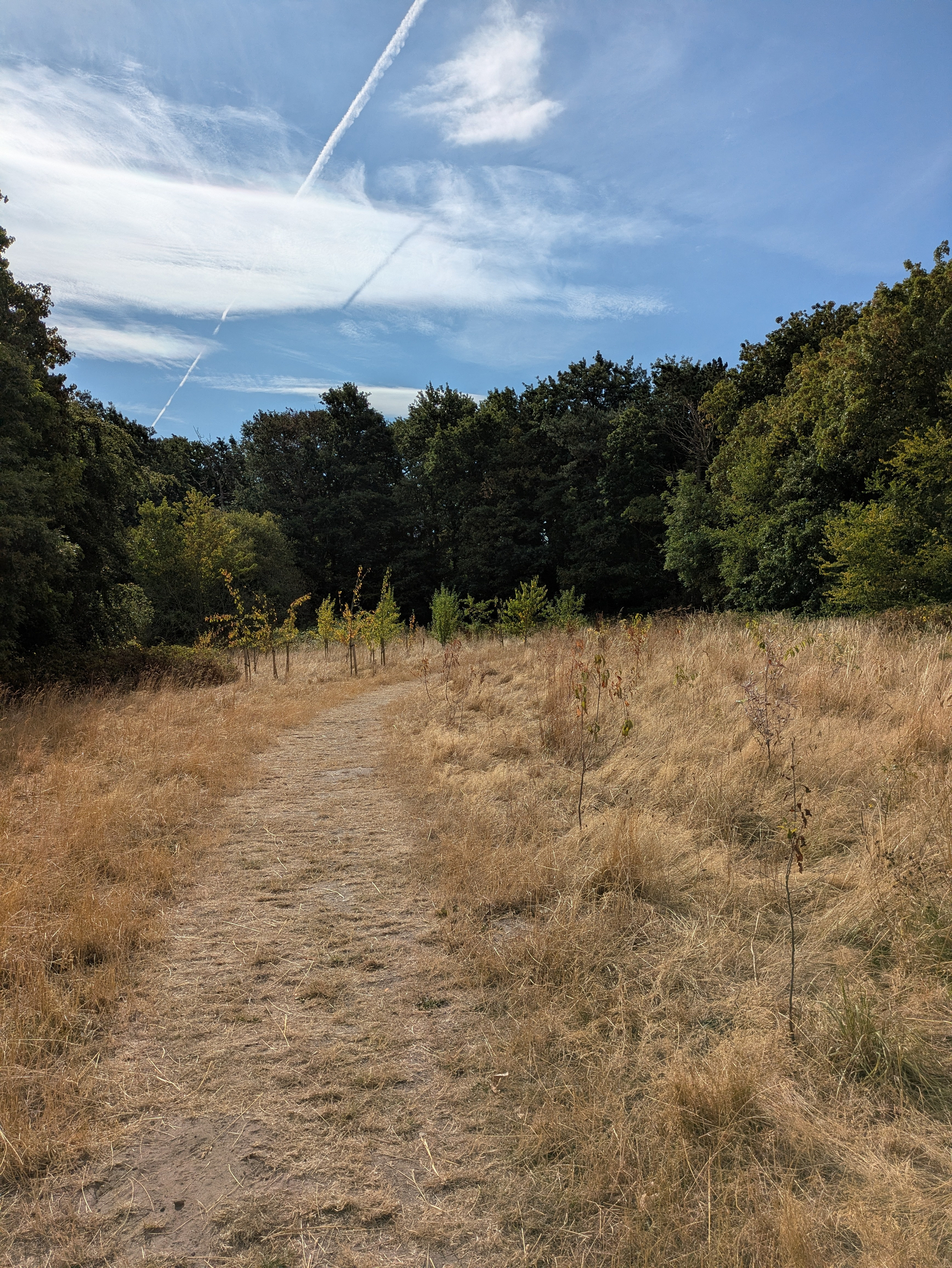 A dirt path winds through a dry, grassy field bordered by dense green trees under a blue sky with wispy clouds.