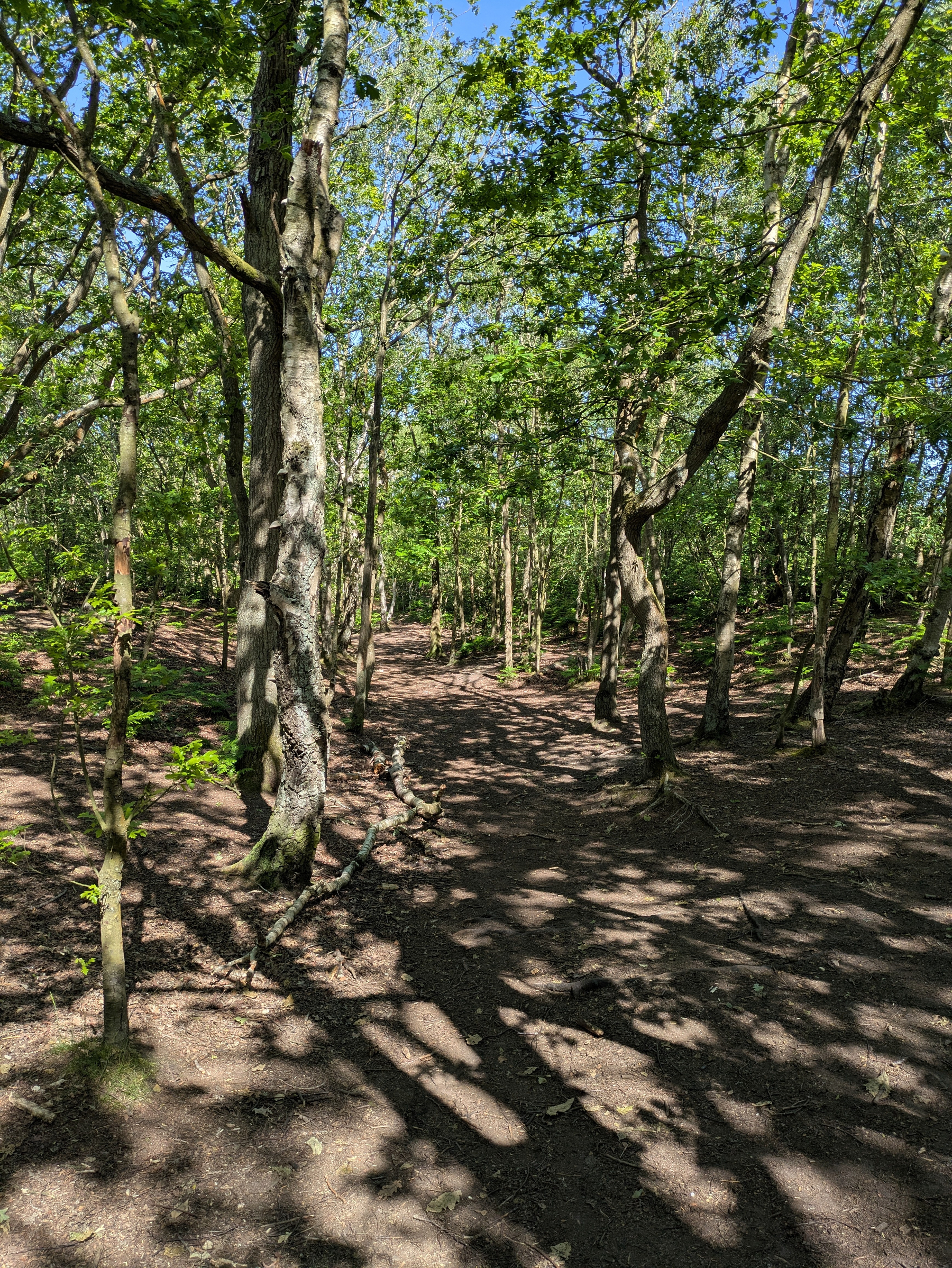 A sunlit forest path winds through a dense, green woodland with trees casting shadows on the ground.