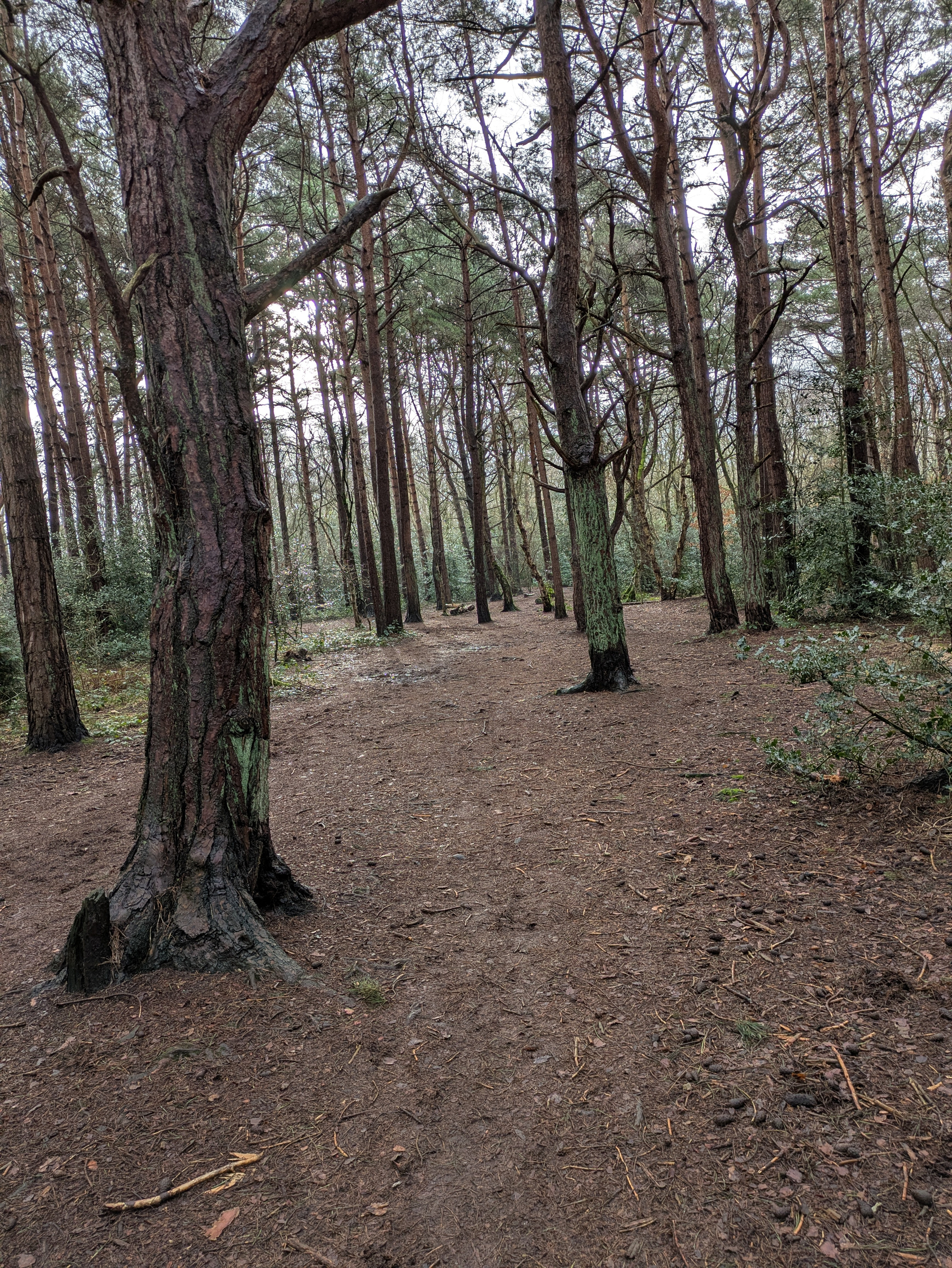 A forest path lined with tall, slender trees leads into the distance.