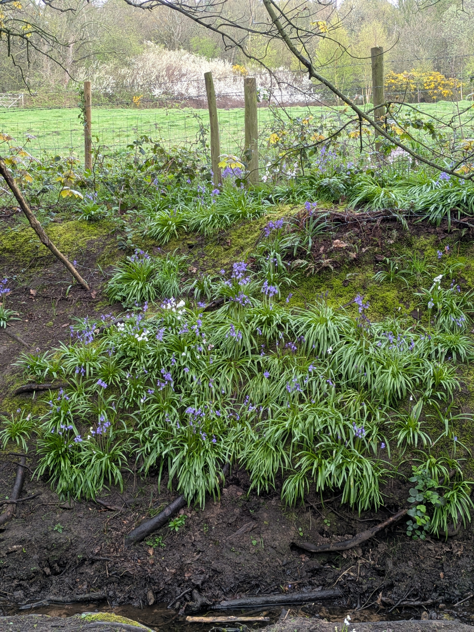 Purple flowers and green foliage grow on a mossy hillside, with a wooden fence and grassy field in the background.