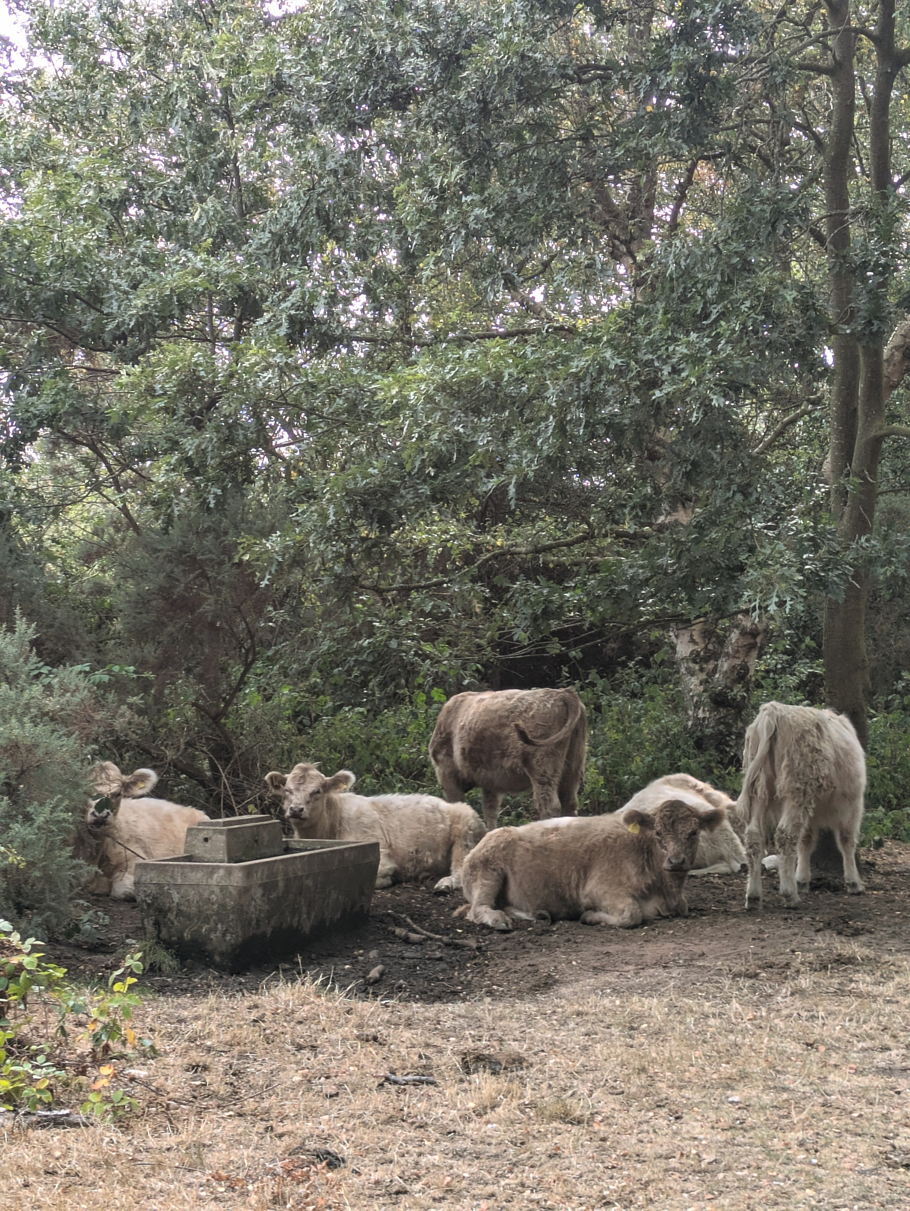 A group of cows is resting and standing near a water trough under the shade of trees in a forested area.