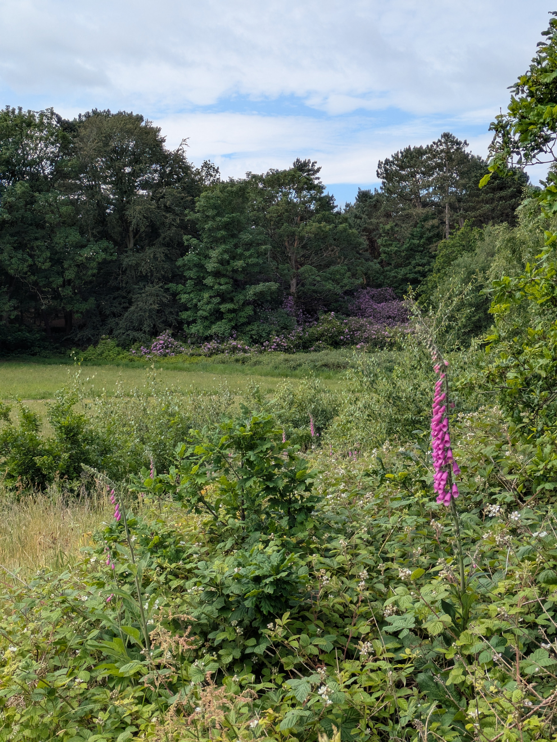 A vibrant meadow with tall pink flowers sits in front of a lush, wooded area under a partly cloudy sky.
