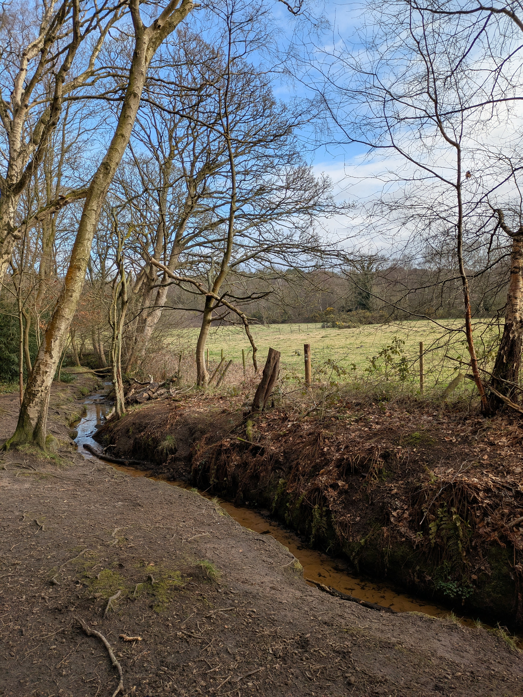 A small stream winds through a leafless, wintery forest landscape with a field in the background.