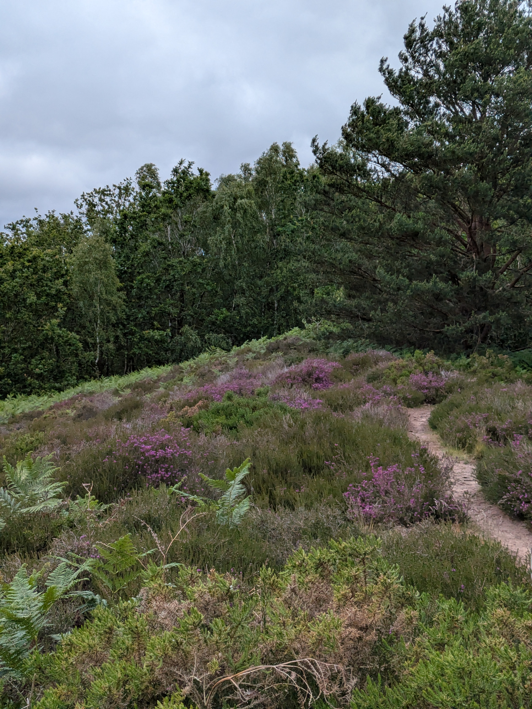 A dirt path winds through a lush landscape of heather and trees under a cloudy sky.