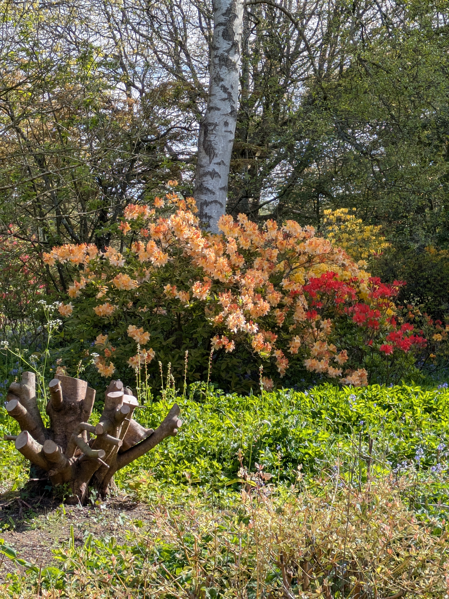 A vibrant garden scene features colorful flowering bushes, a tree with a white trunk, and a pruned stump surrounded by lush greenery.