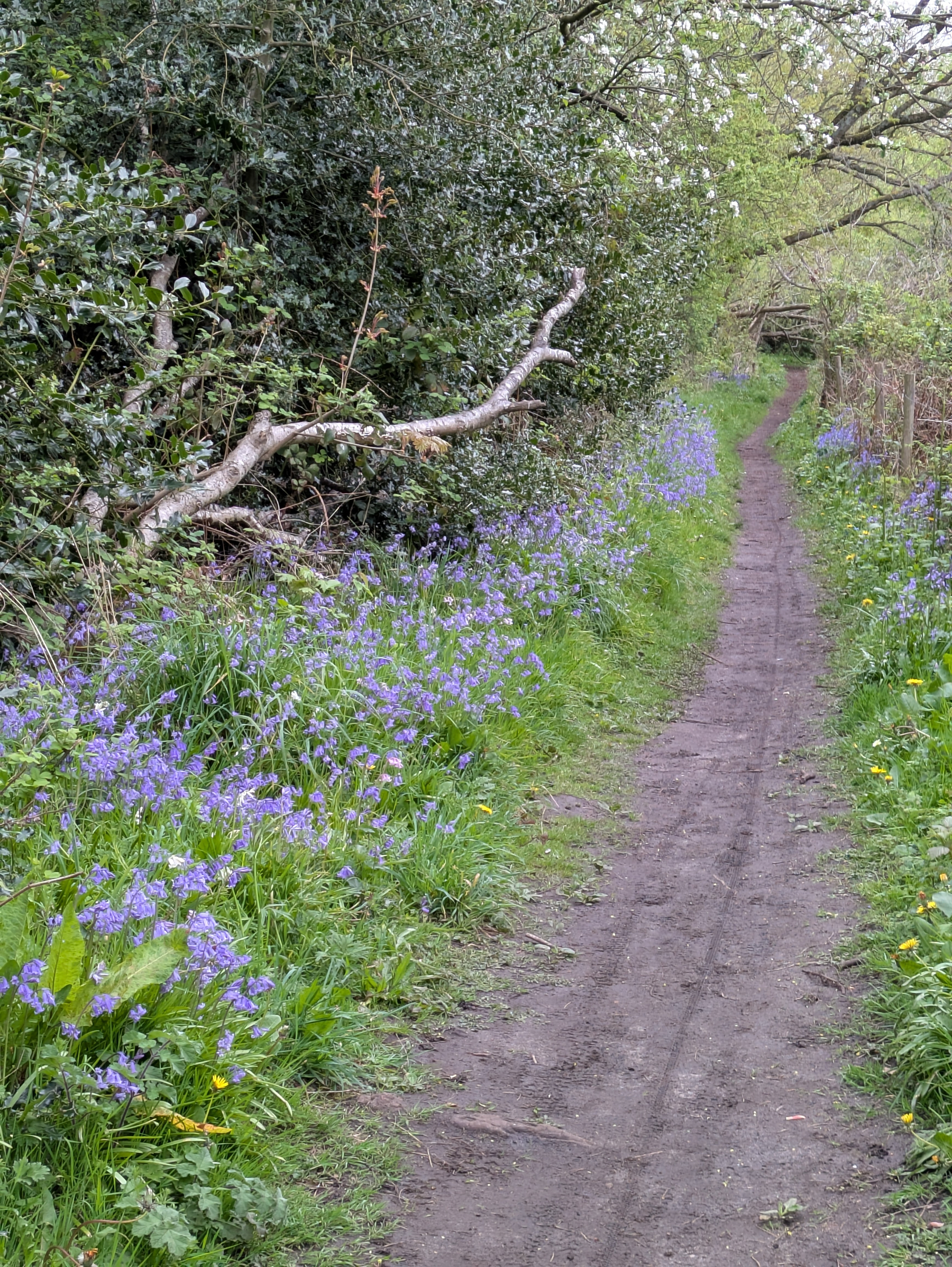 A narrow dirt path winds through a lush woodland scene bordered by vibrant purple wildflowers and dense green foliage.