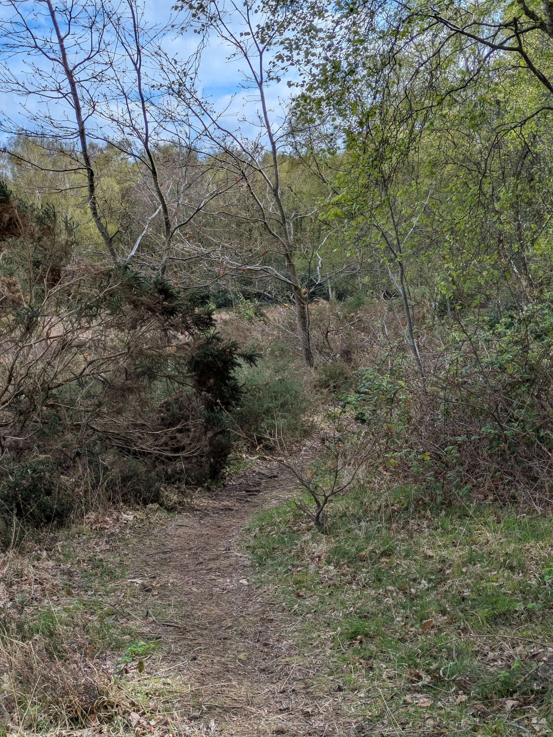 A narrow dirt path winds through a lush, green forest with sparse trees and dense underbrush under a partly cloudy sky.
