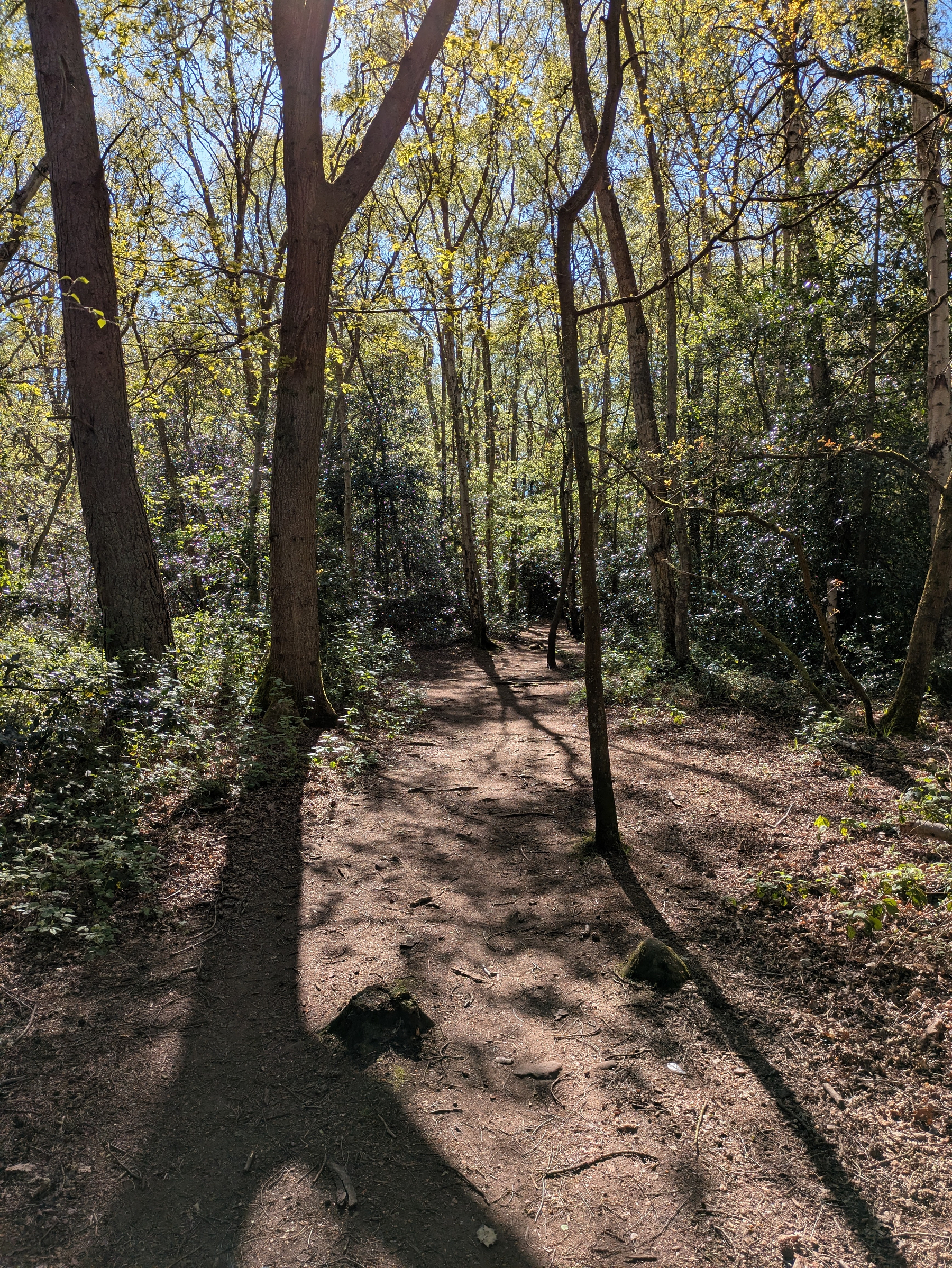 Sunlight filters through the trees, casting shadows on a dirt path in a forest.