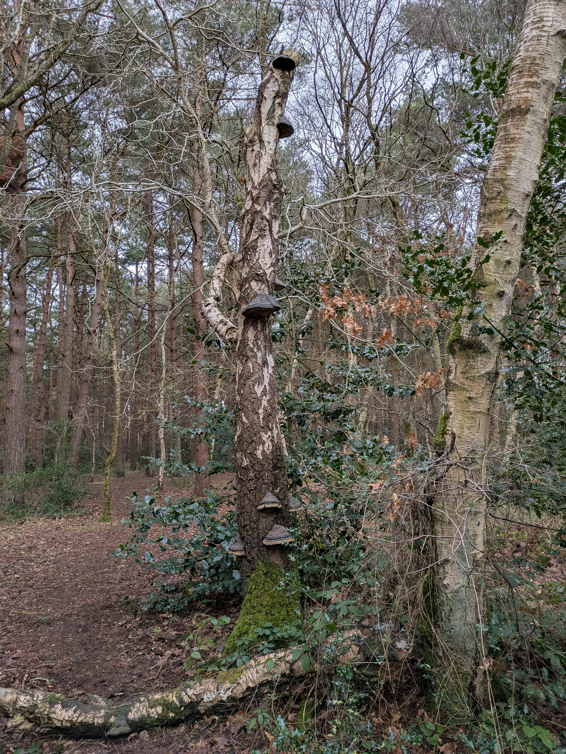 A forest scene features a tall tree with several bracket fungi growing on its bark.