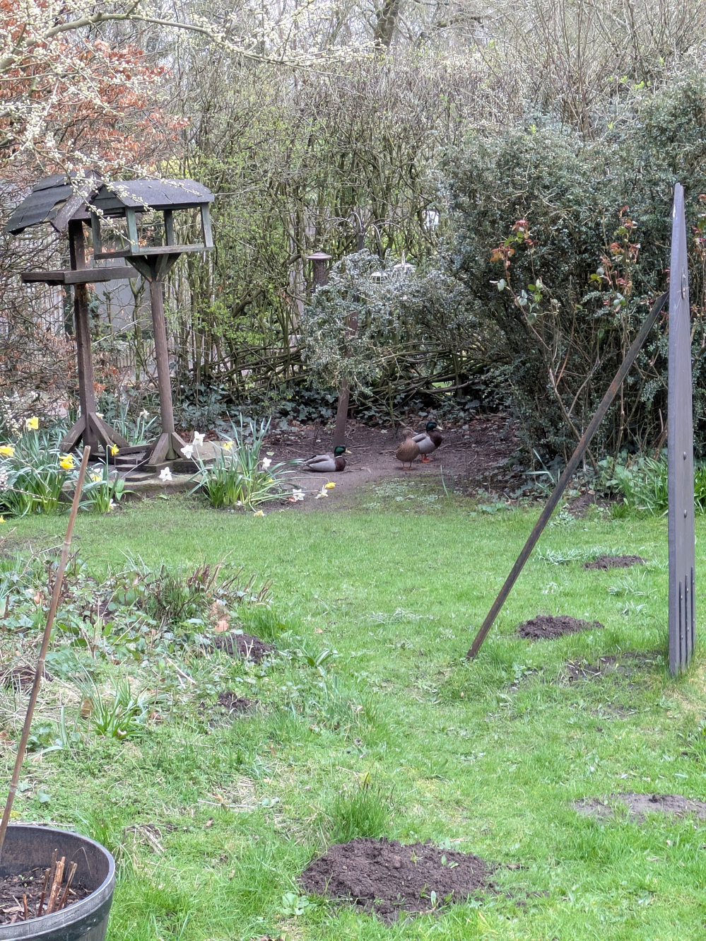 A garden features a bird feeder and several ducks on the grass surrounded by trees and plants.