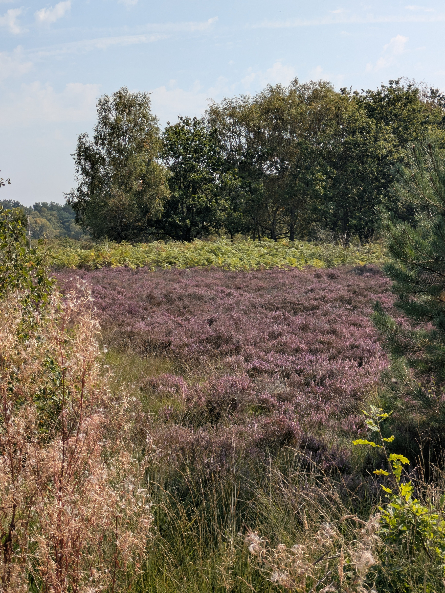 A field of purple heather is surrounded by various grasses, bushes, and trees under a partly cloudy sky.