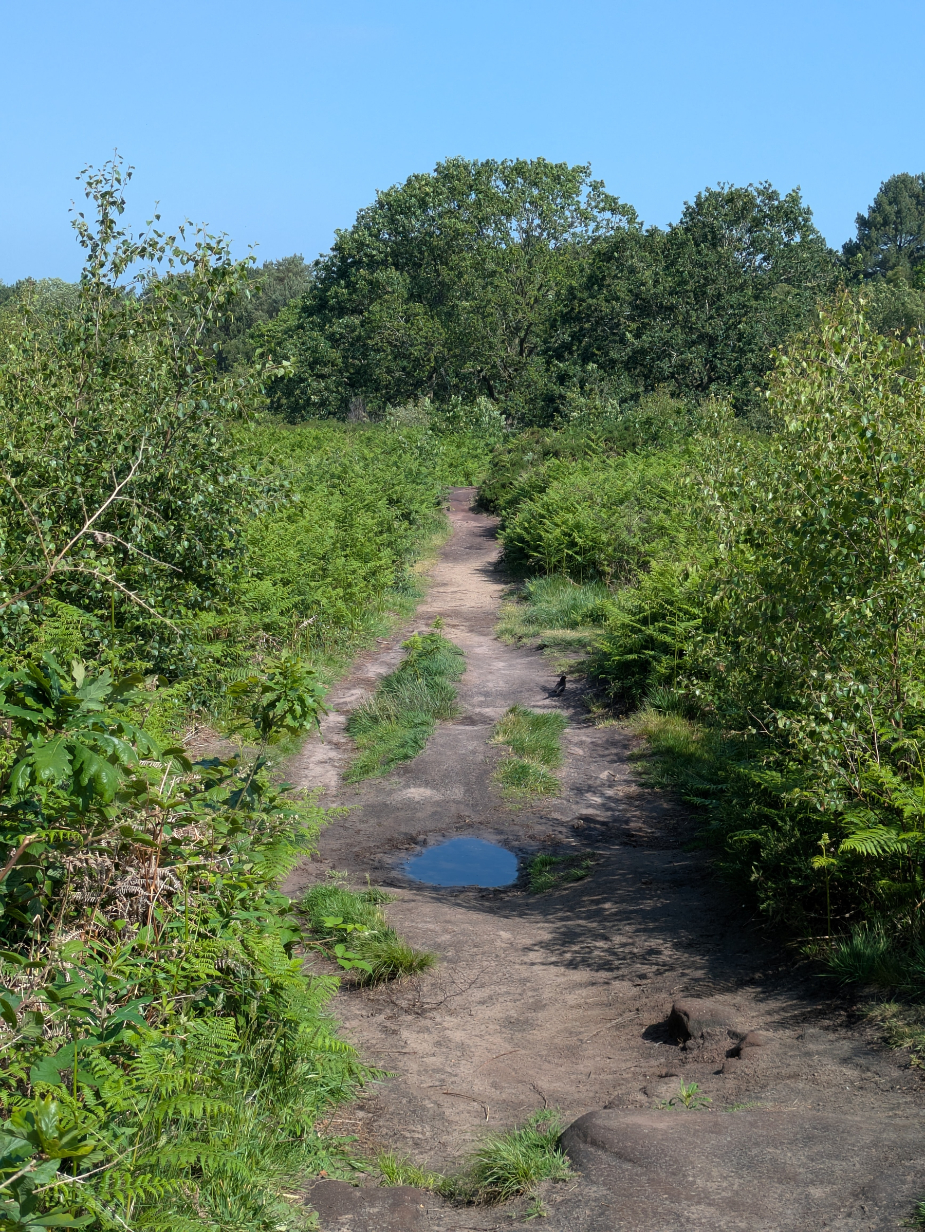 A narrow, rocky path winds through lush green foliage under a clear blue sky.
