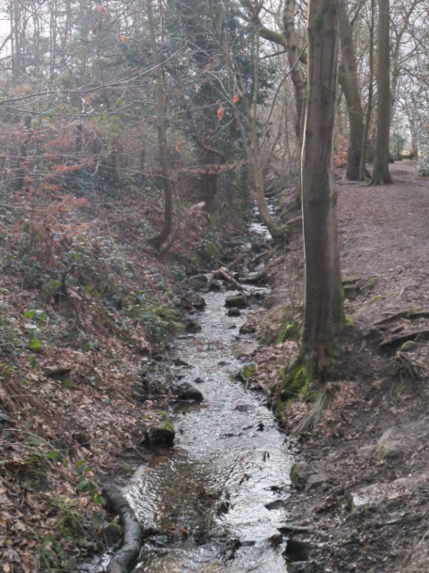 Animated gif of a small stream passing through woodland. 