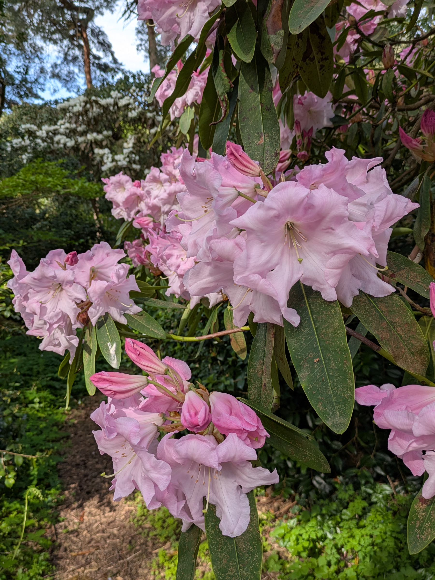 Pink rhododendron flowers bloom amidst lush green foliage in a garden setting.