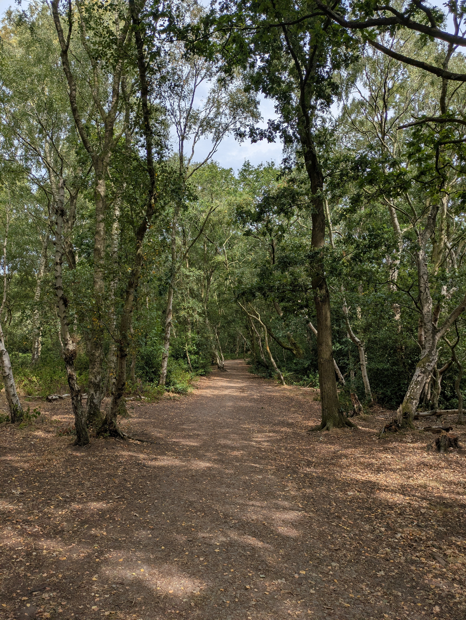 A dirt path winds through a wooded area with tall, leafy trees on both sides under a partly cloudy sky.