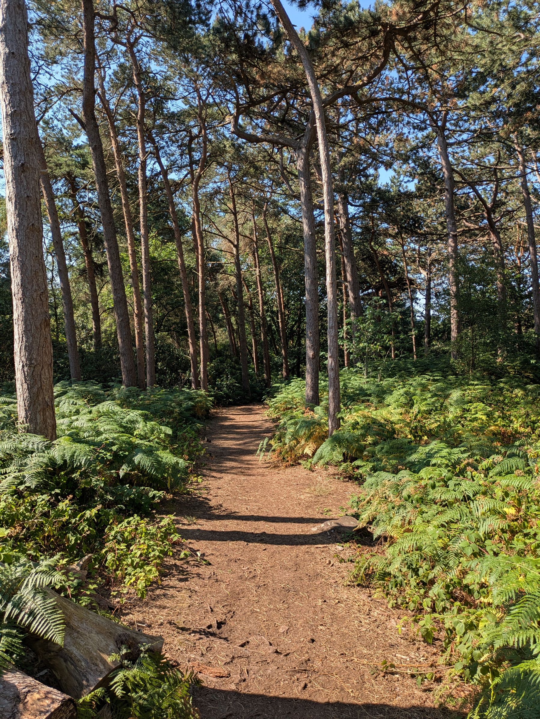 A sunlit dirt path winds through a dense forest filled with tall trees and lush green ferns.