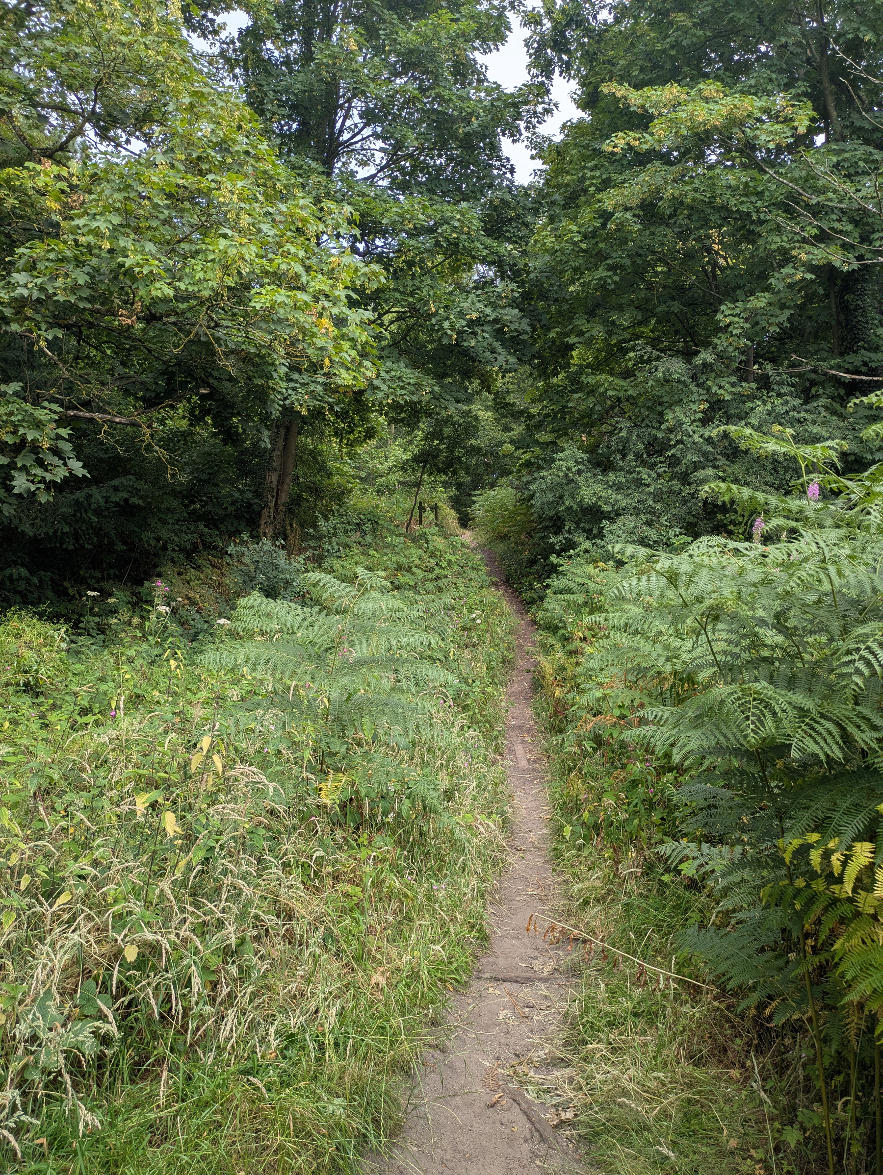 A narrow dirt path winds through dense greenery and tall trees in a forested area.