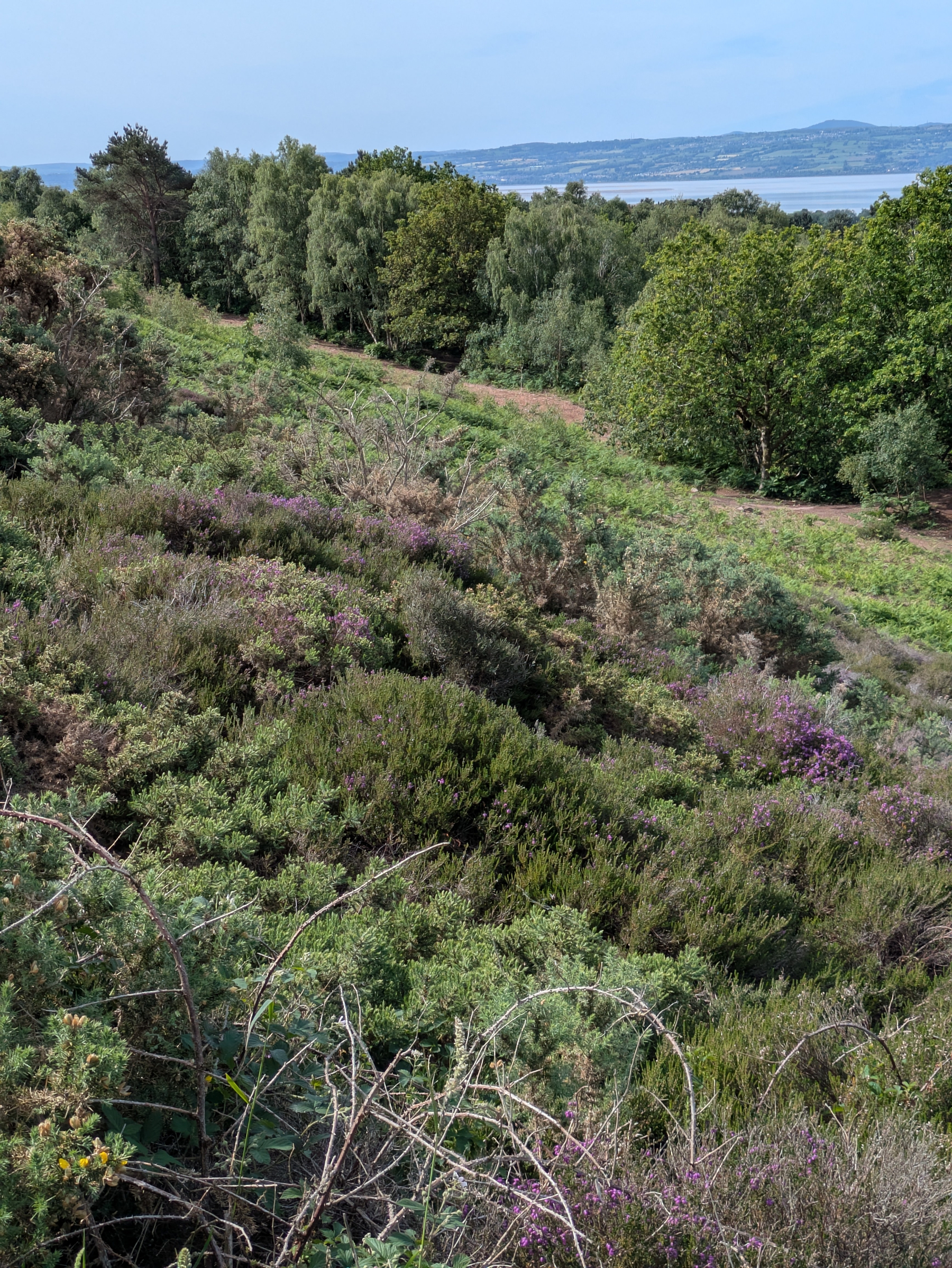 A lush landscape features a variety of greenery, including trees and shrubs, with a distant view of a large body of water and hills.