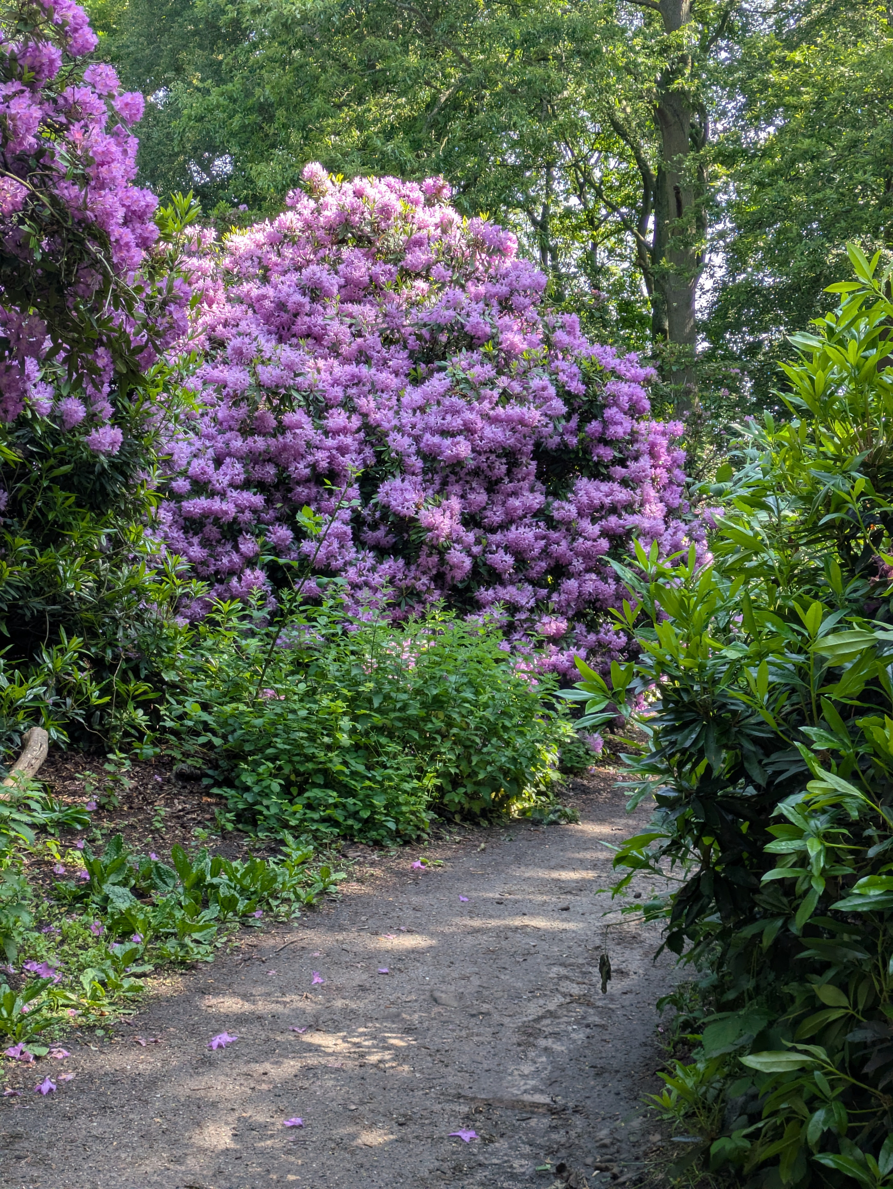 A garden pathway is bordered by lush greenery and vibrant purple-flowered bushes.