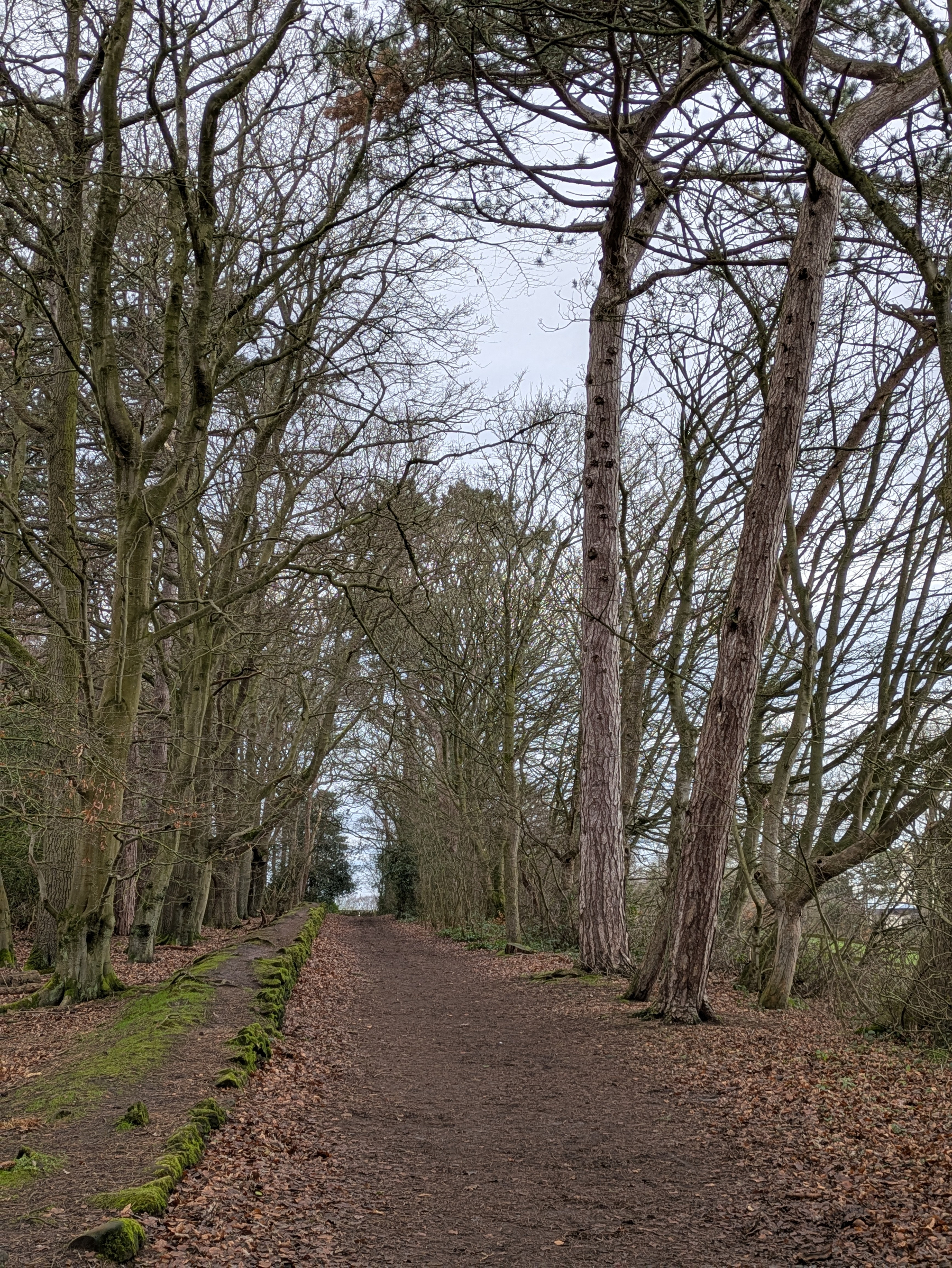 A dirt path winds through a forest of tall, leafless trees under an overcast sky.