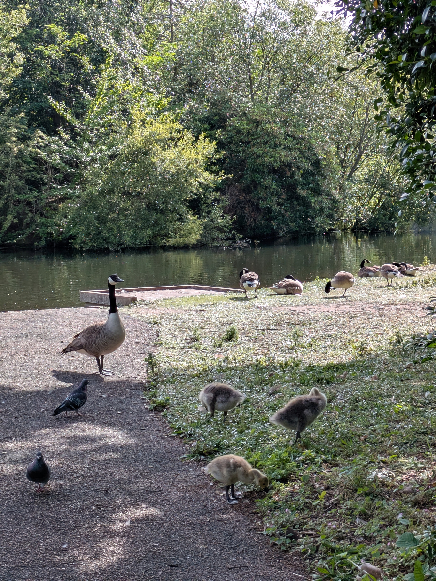 A group of geese, including adults and goslings, along with a few pigeons, are gathered near a water body surrounded by lush greenery.
