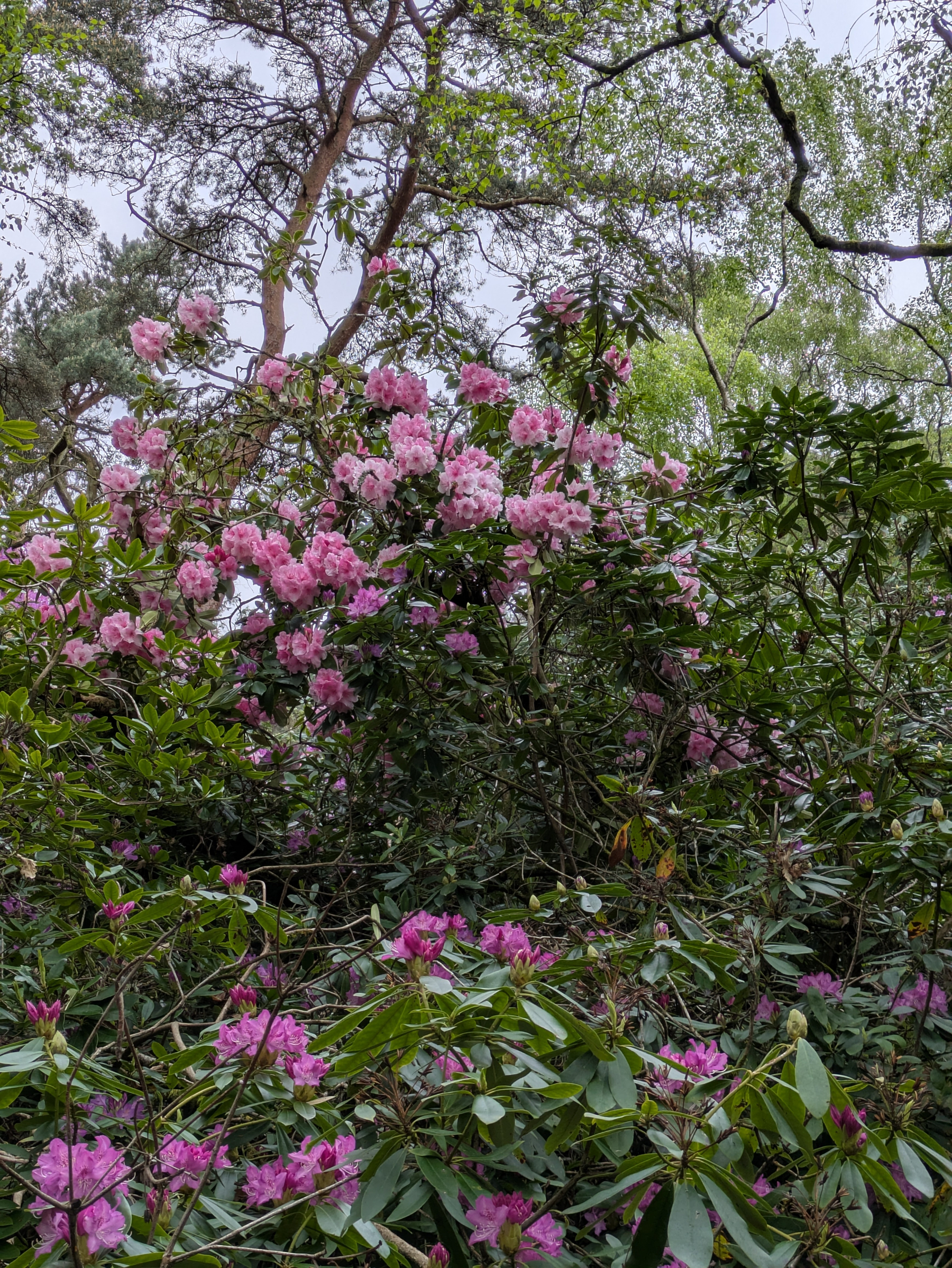 Pink and purple rhododendron flowers bloom amidst lush green foliage and tall trees in a forest setting.