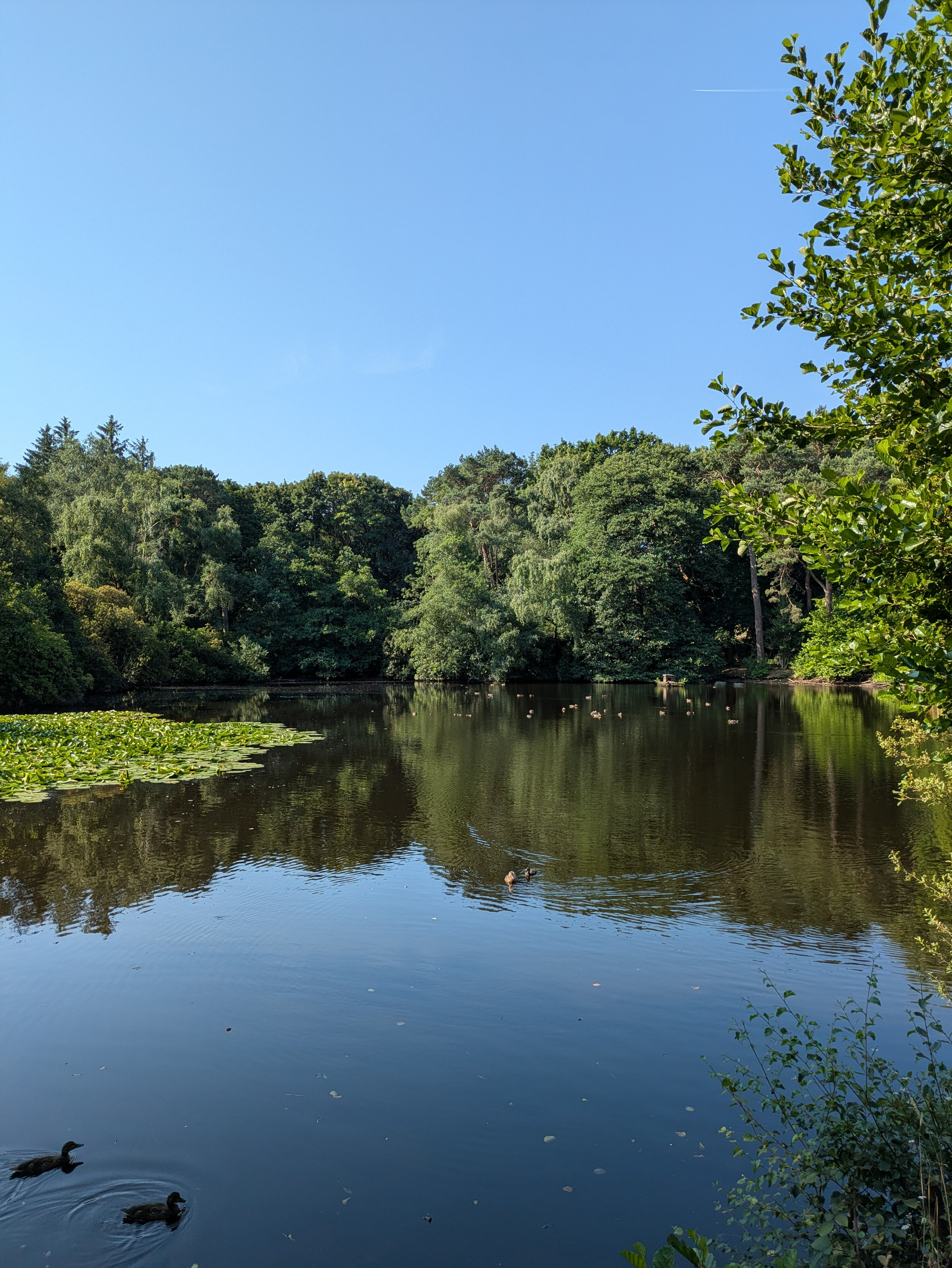 A calm pond surrounded by lush green trees reflects the clear blue sky, with ducks swimming peacefully on the water.