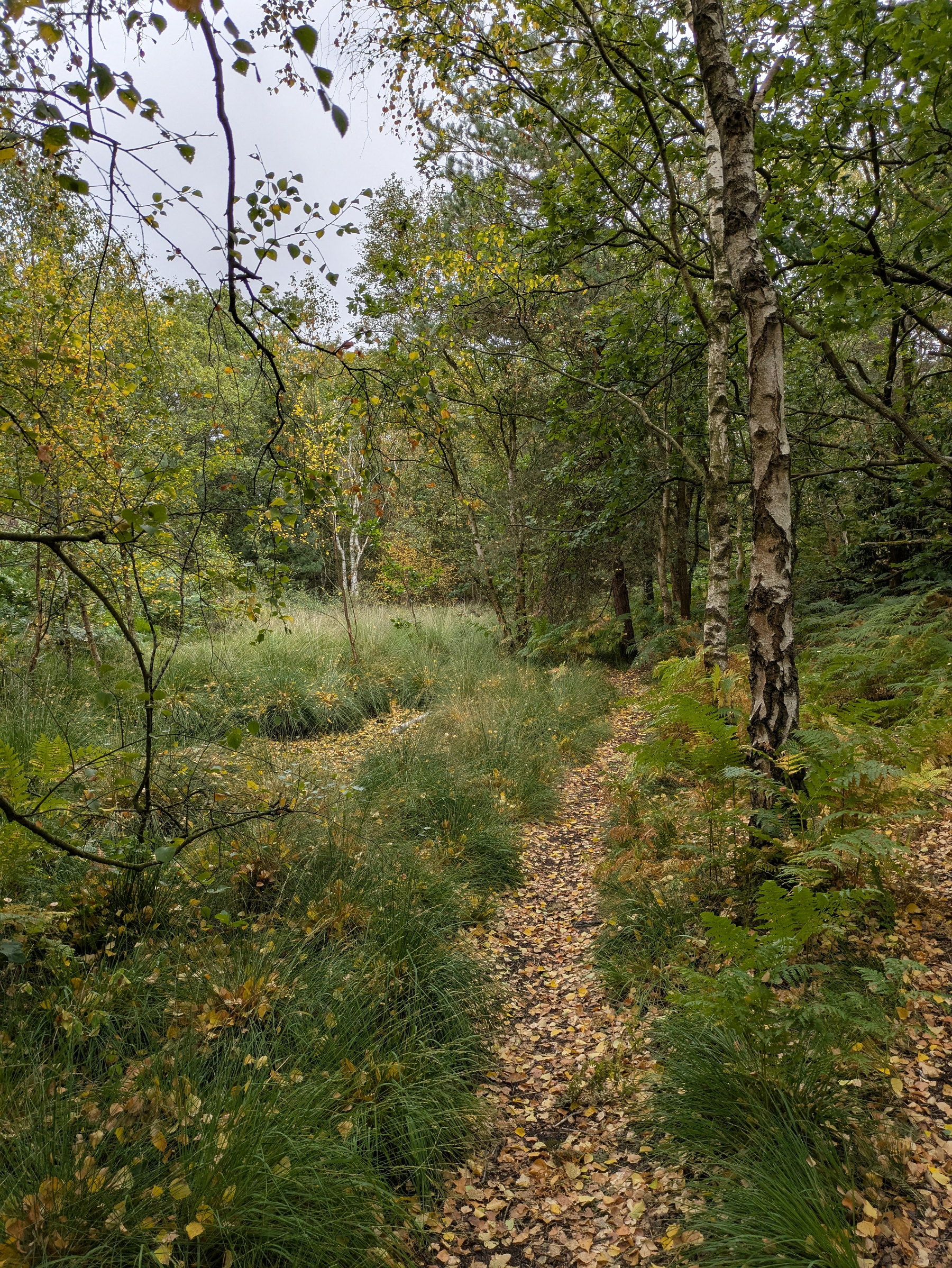 A narrow dirt path covered with fallen leaves winds through a dense forest with green grass, ferns, and birch trees.