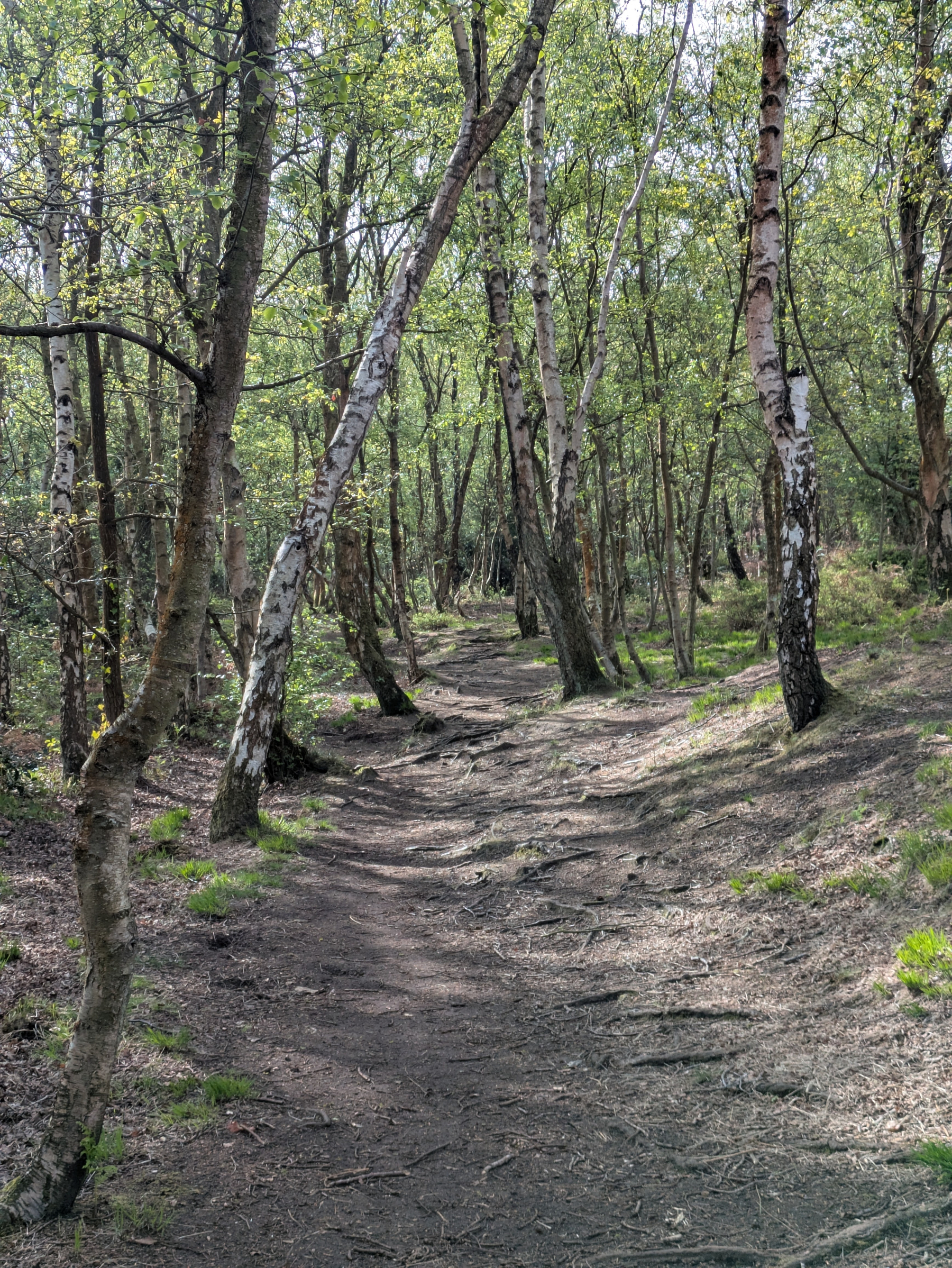 A serene forest path winds through tall, slender trees with dappled sunlight filtering through the leaves.