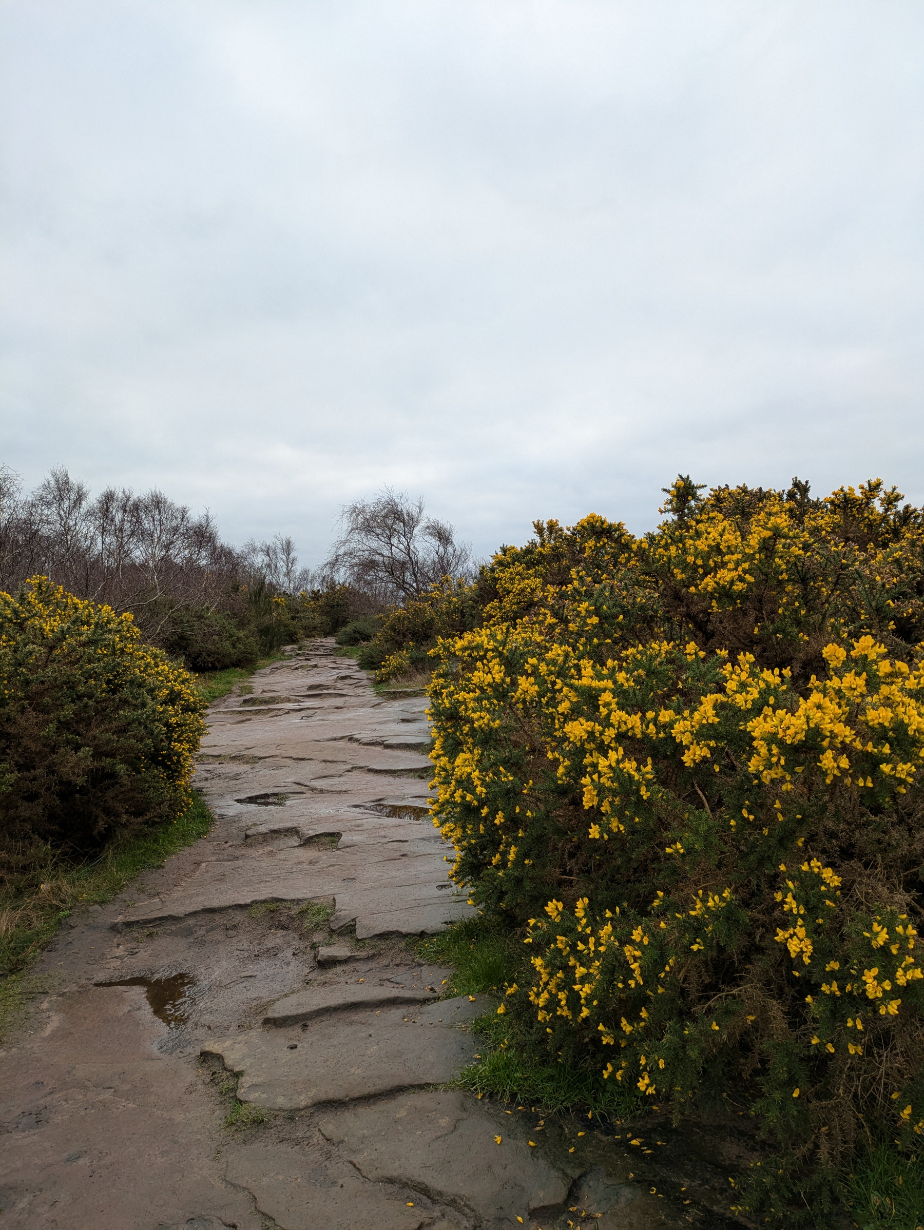 A rocky pathway lined with yellow-flowered bushes stretches under a cloudy sky.