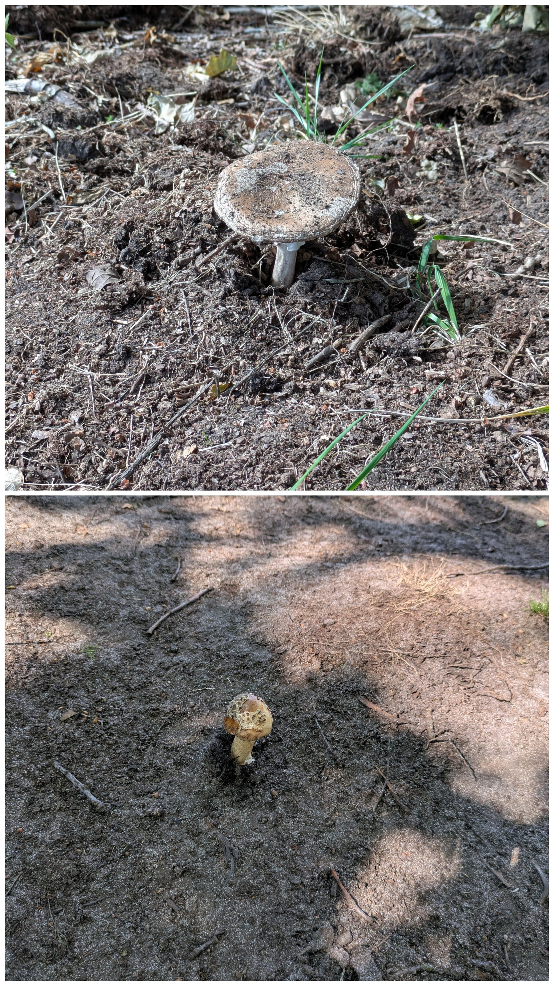 Two different mushrooms are growing out of dry, earthy soil with sparse grass and natural debris around them.