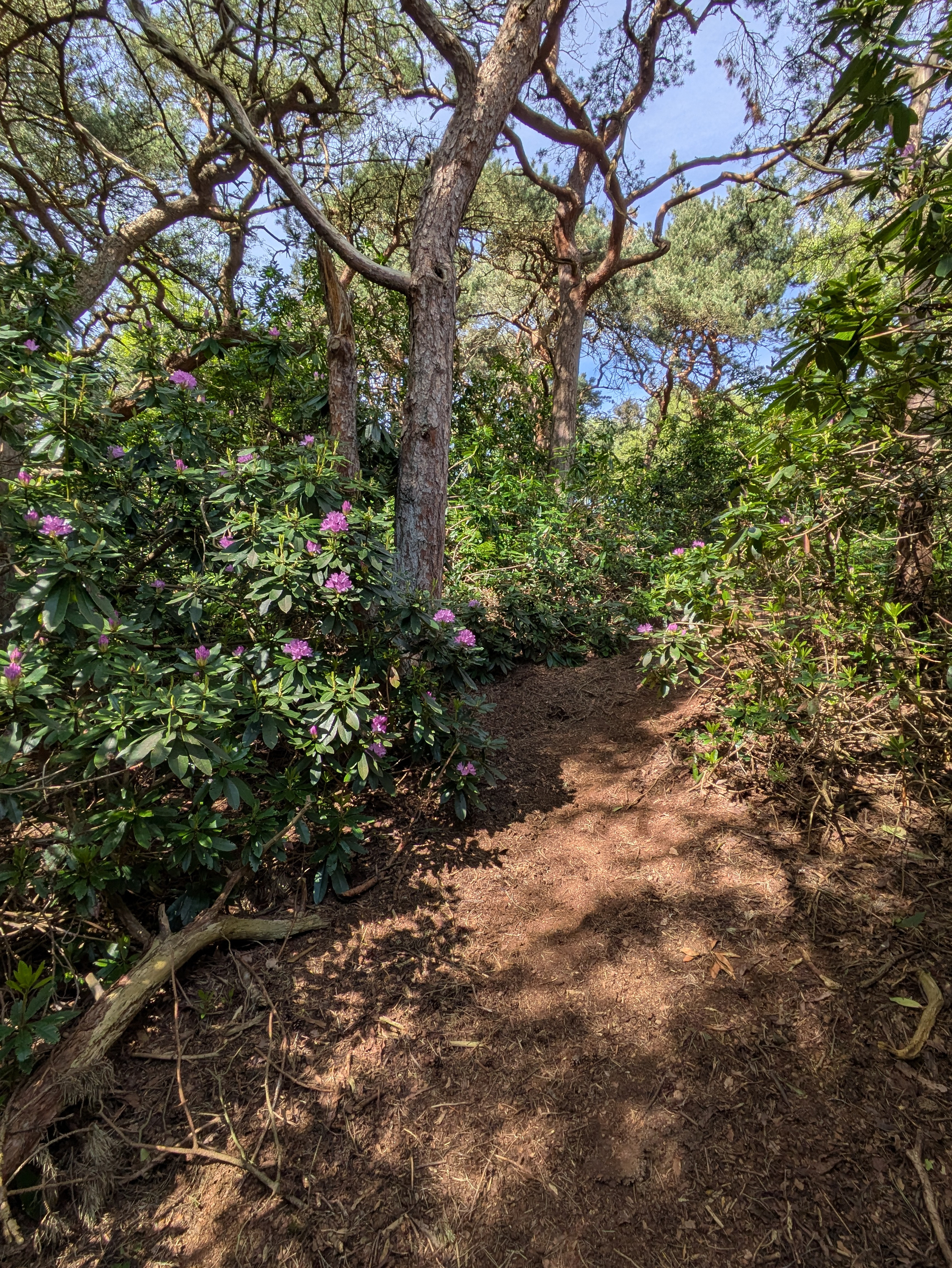 A path surrounded by lush greenery and blooming flowers winds through a serene forest.