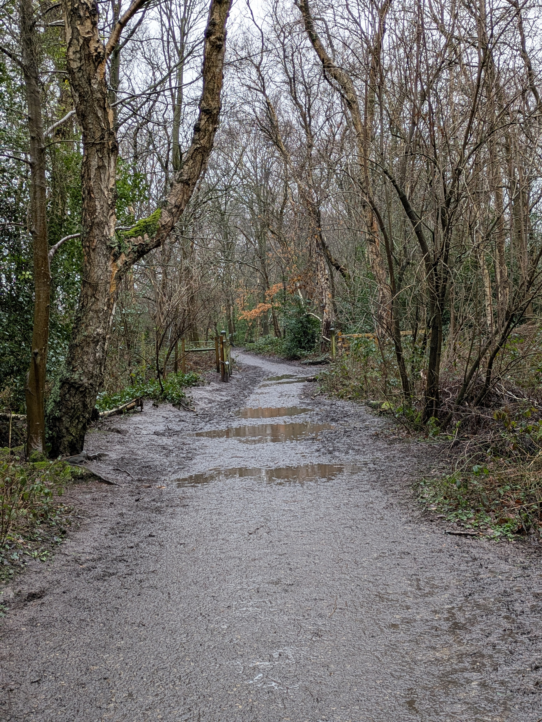 A muddy, leafless forest path with puddles is surrounded by bare trees.
