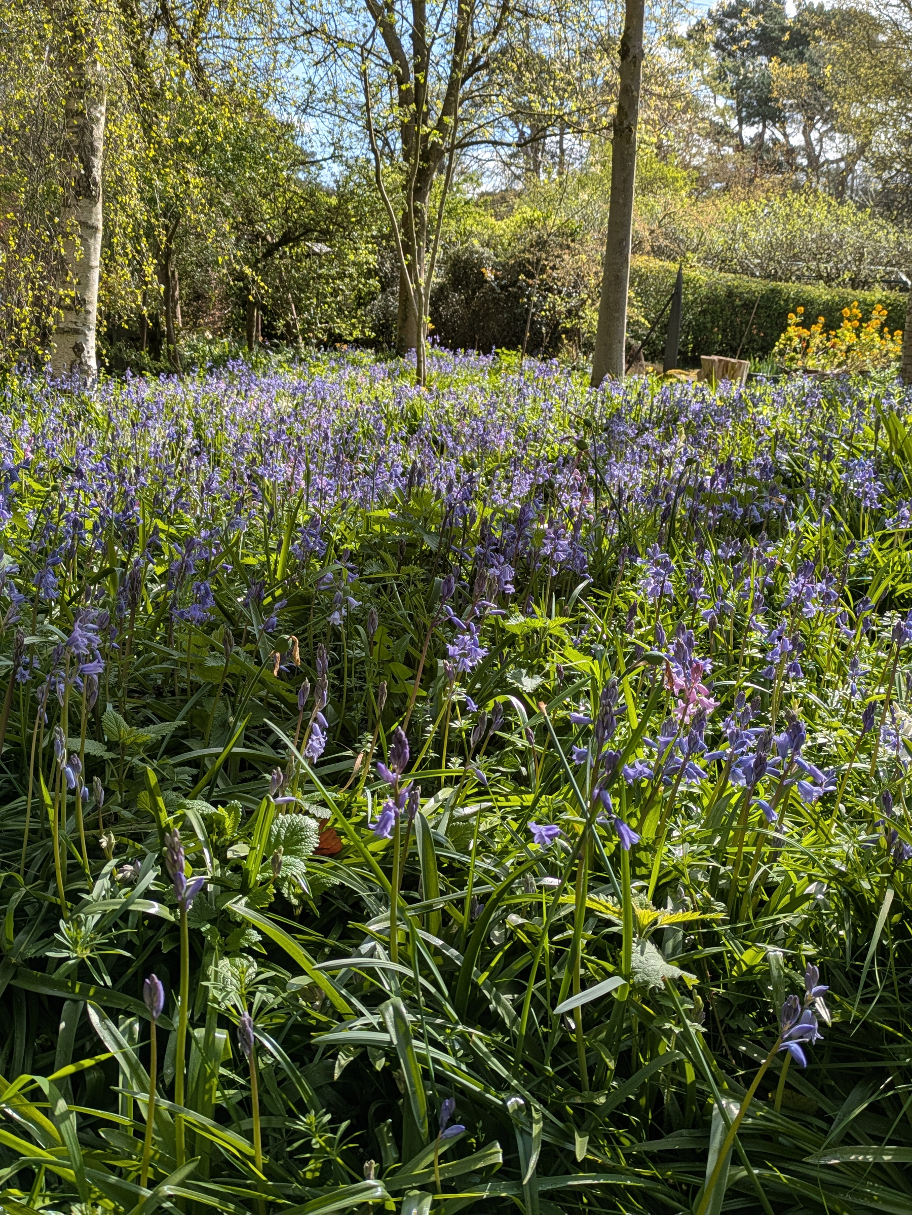 A lush carpet of bluebells blooms beneath tall trees in a sunlit garden.