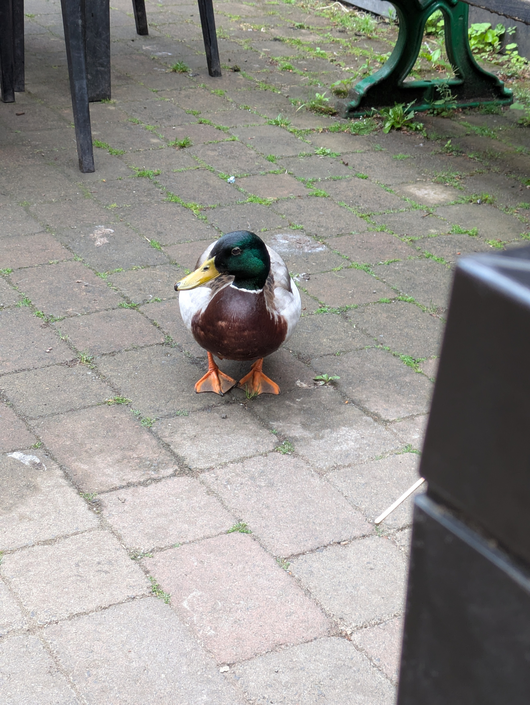 A duck with a green head and orange feet stands on a paved walkway near some outdoor seating.