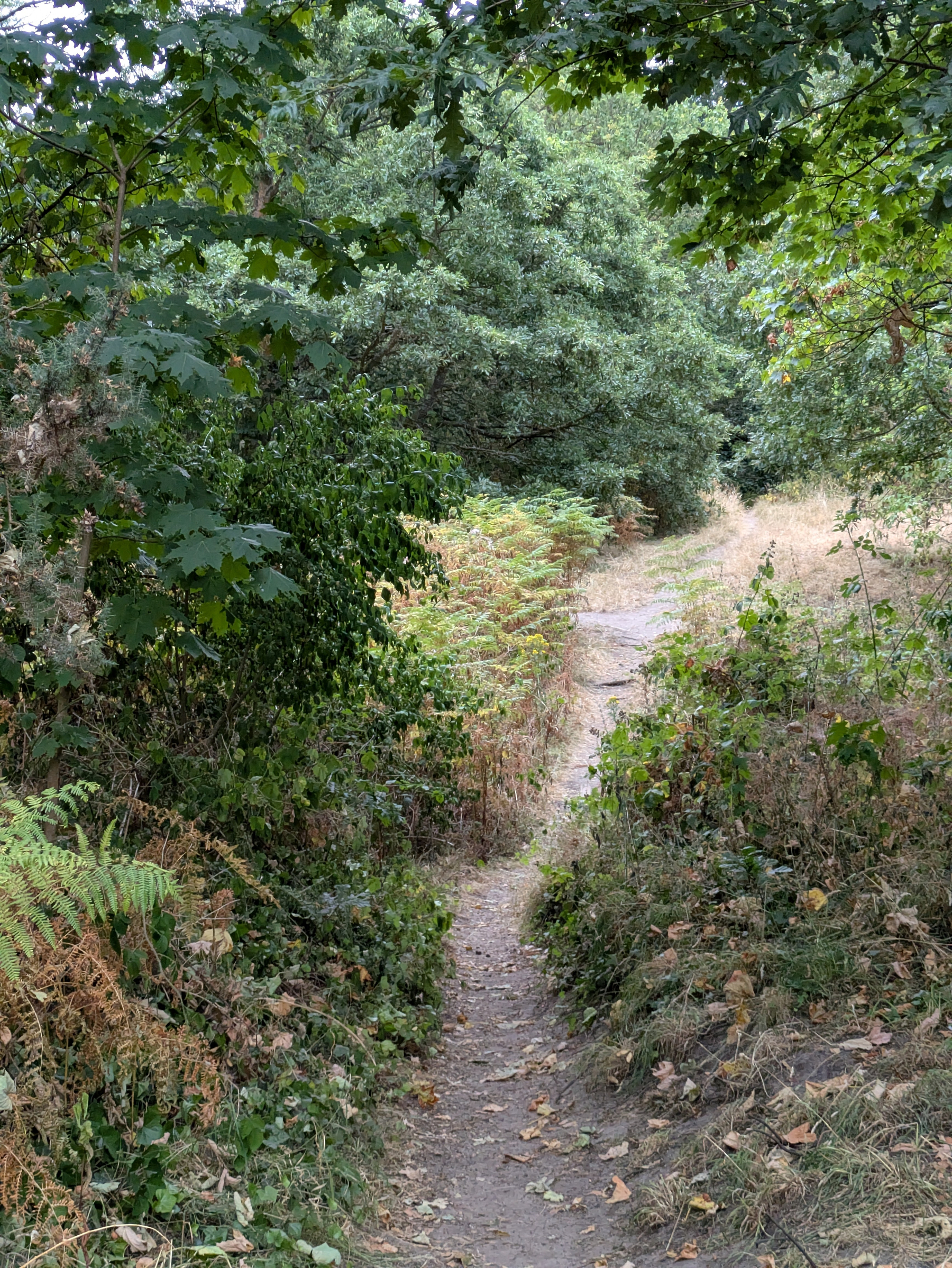 A narrow dirt path winds through dense green foliage and dry grasses in a forested area.