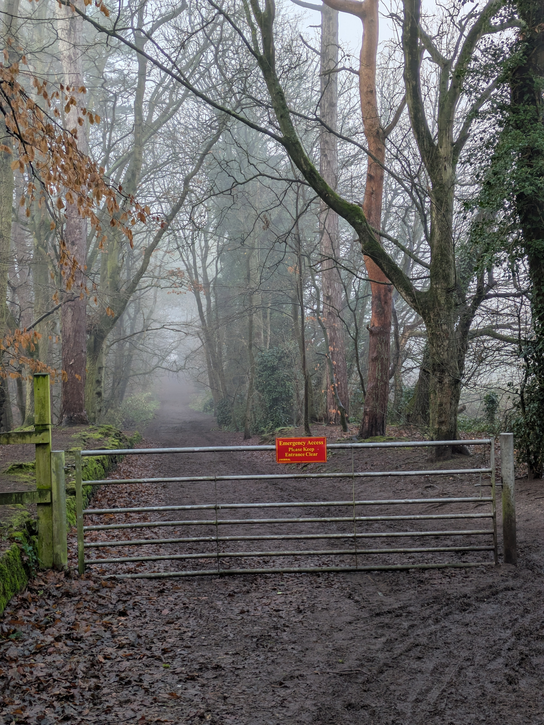 A misty forest path is blocked by a metal gate with a red warning sign, surrounded by bare and leaf-covered trees.