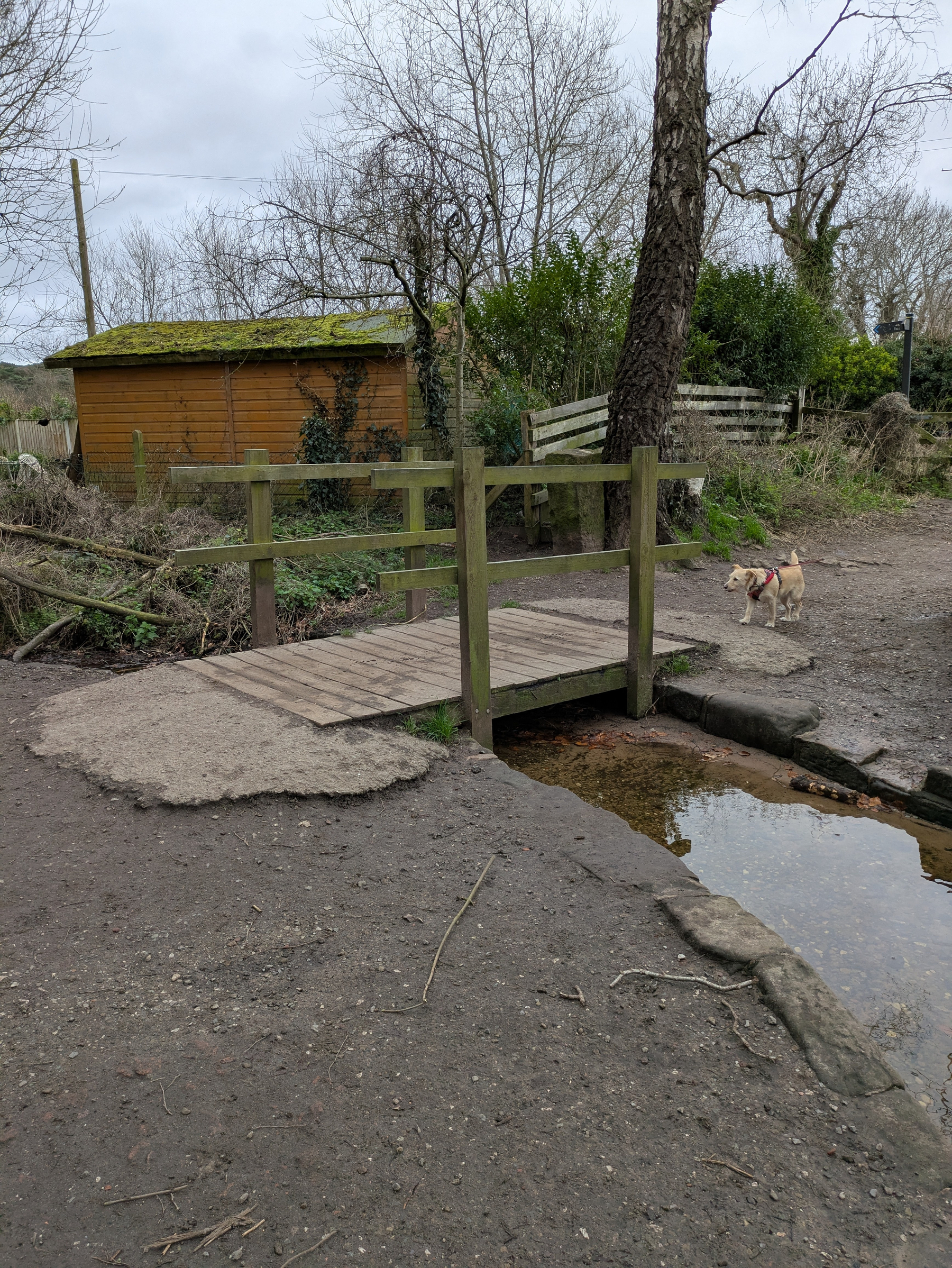 A small wooden bridge crosses over a narrow stream, with a dog nearby and trees and a wooden shed in the background.