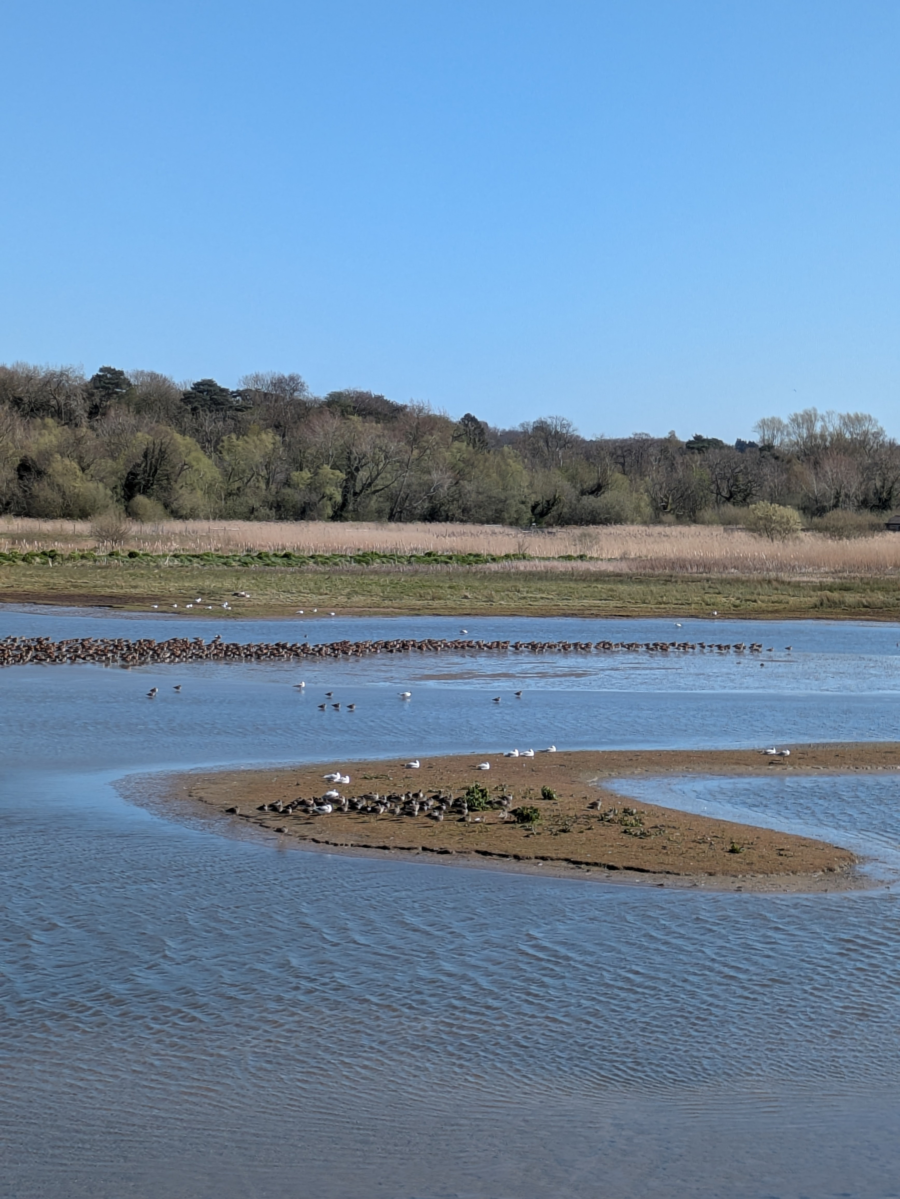 A serene landscape features a river with sandbanks, birds gathering by the water, and a backdrop of trees under a clear blue sky.