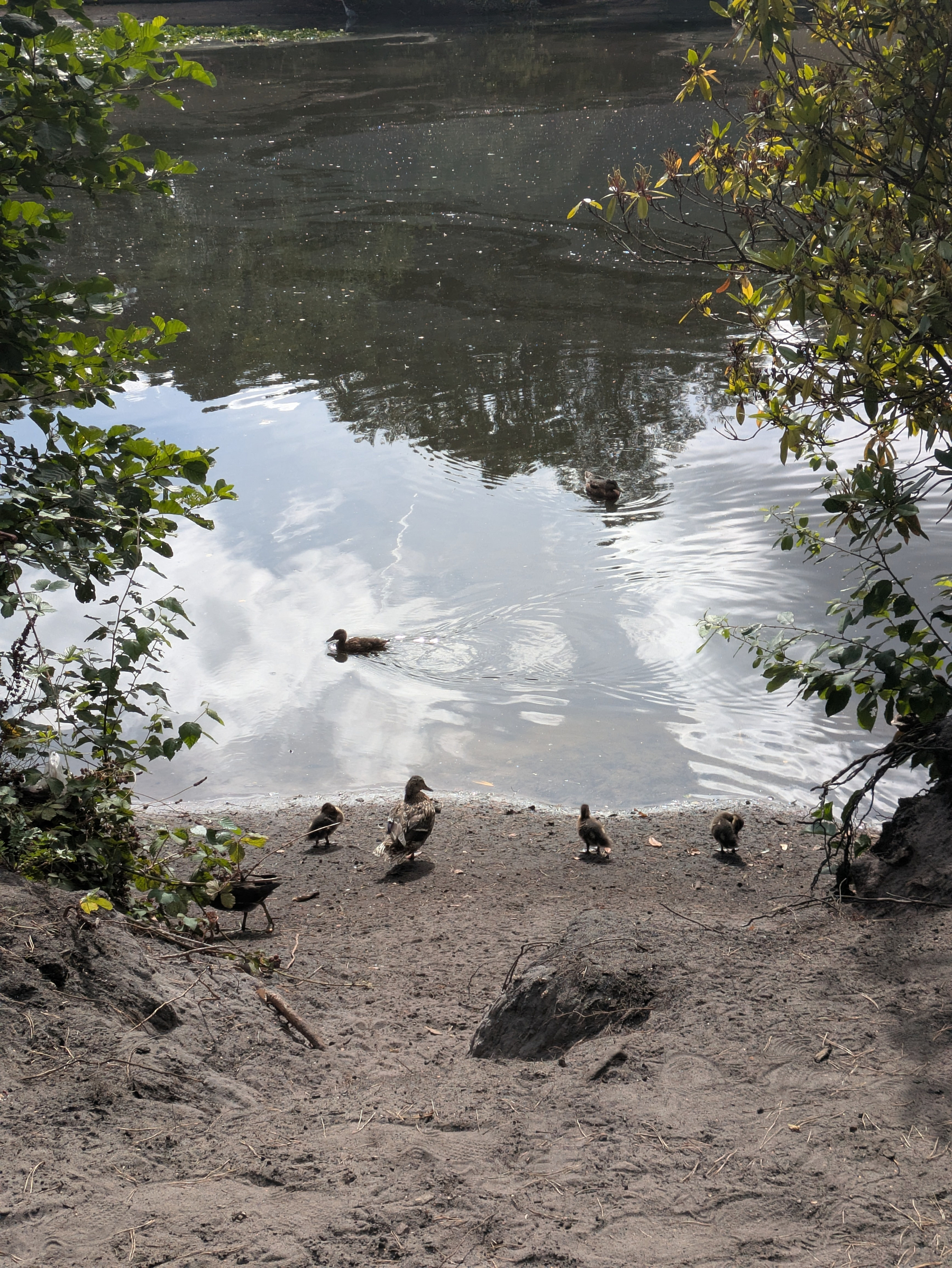 A group of ducks is gathered near the edge of a calm pond surrounded by trees and foliage.