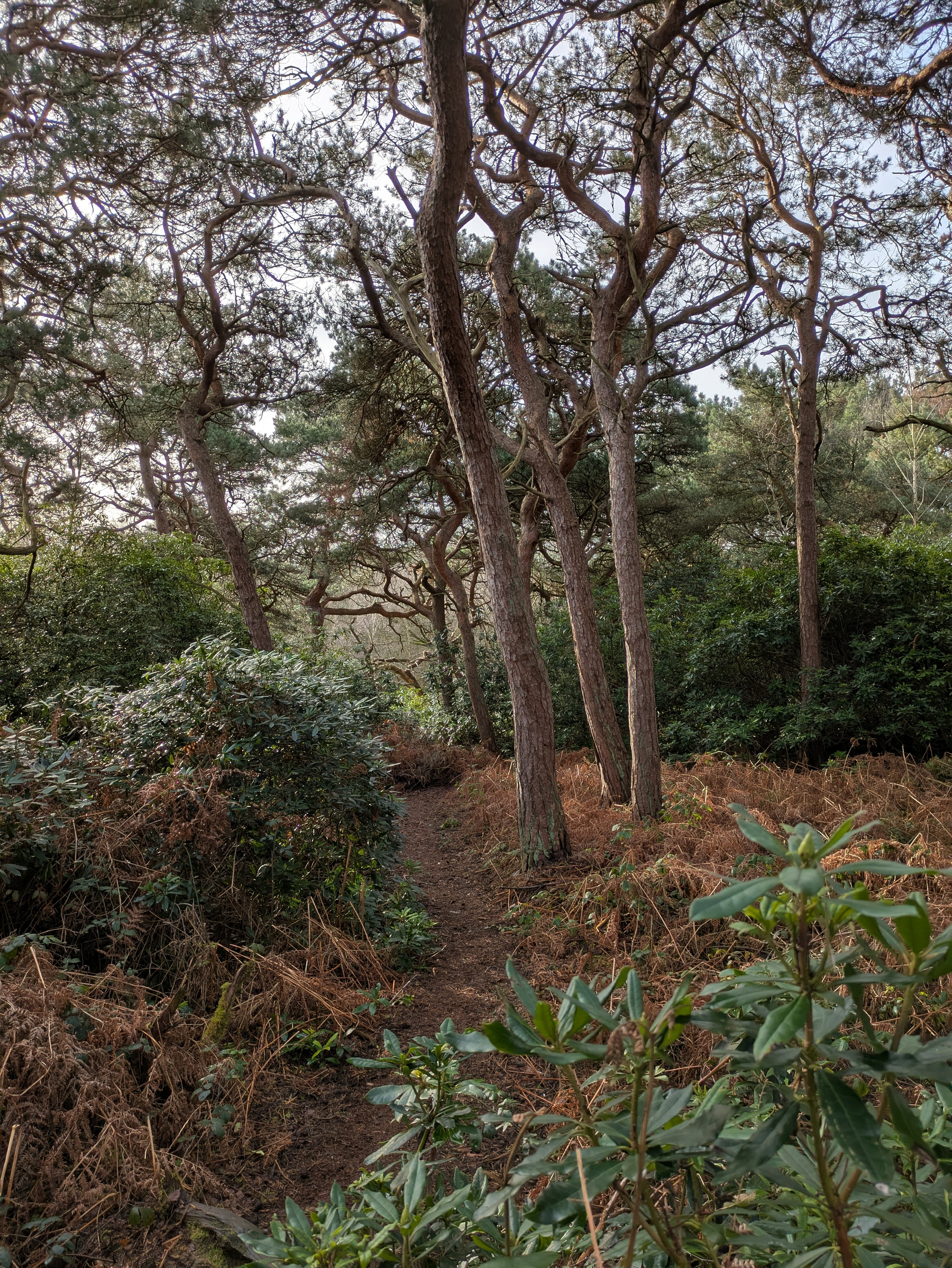 A narrow path winds through a lush, wooded area filled with tall trees and dense vegetation.