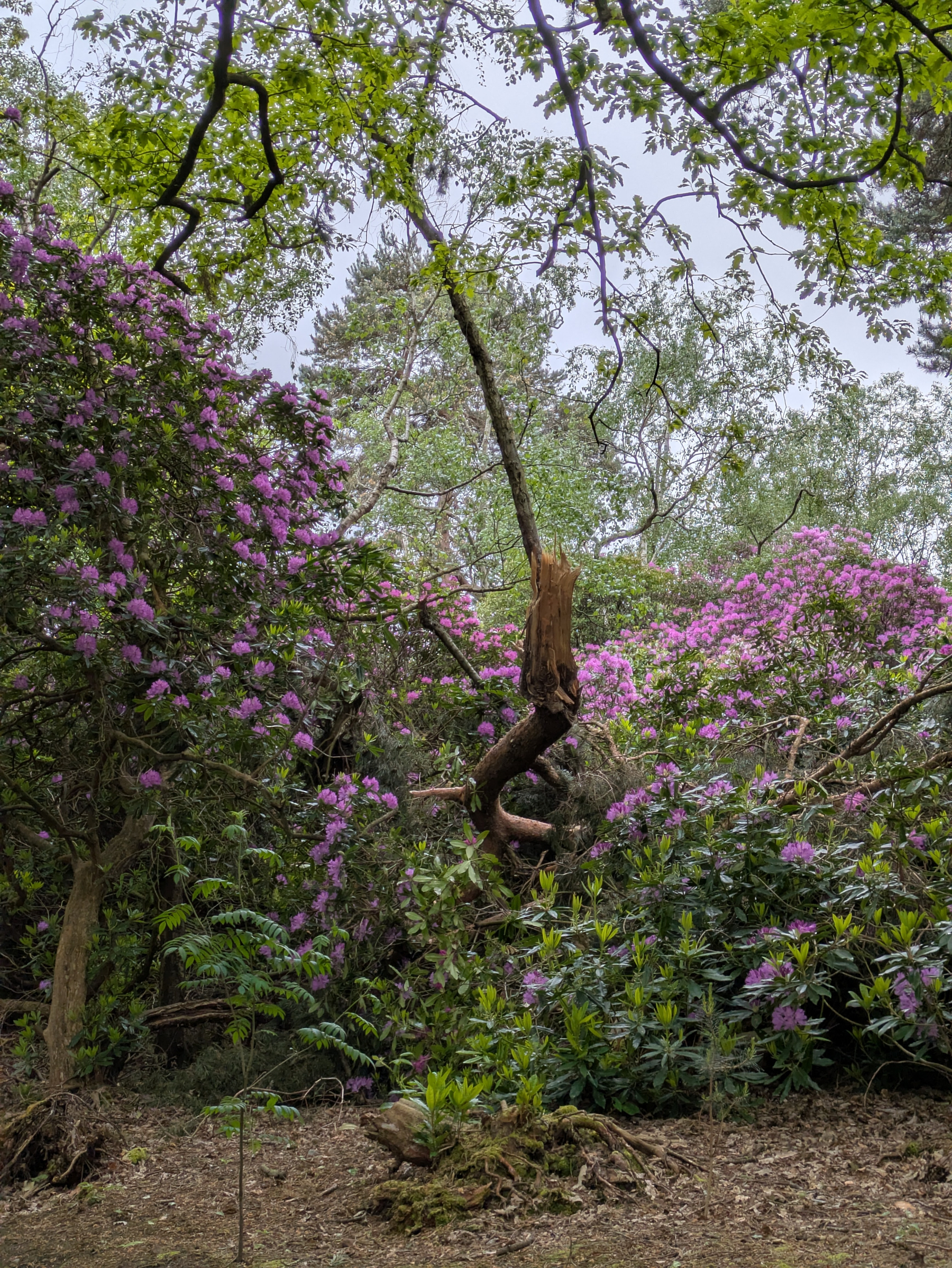 Lush greenery with vibrant pink and purple flowering bushes surround a broken tree in a tranquil forest setting.