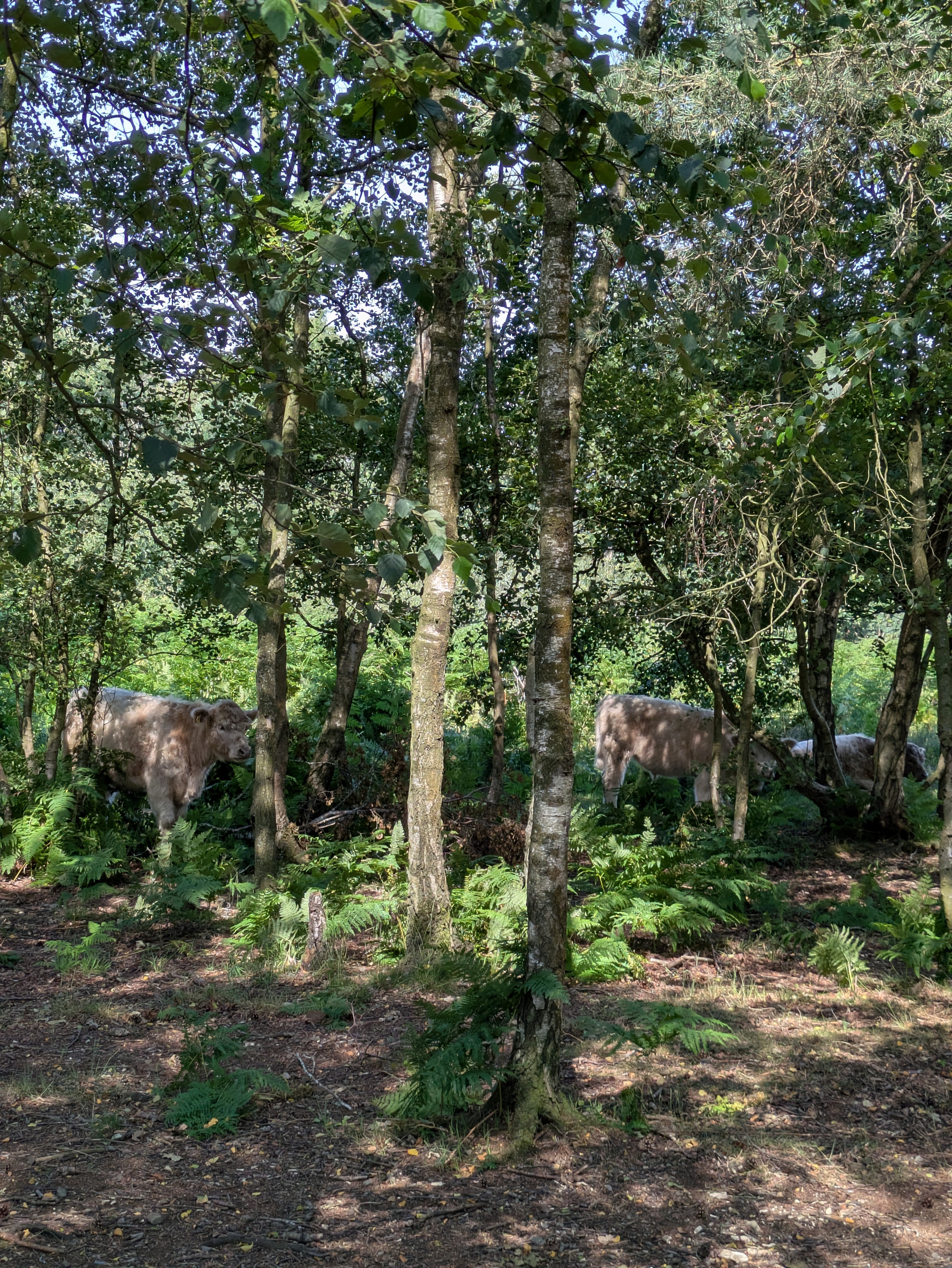 Several cows are standing and grazing among trees and ferns in a wooded area.