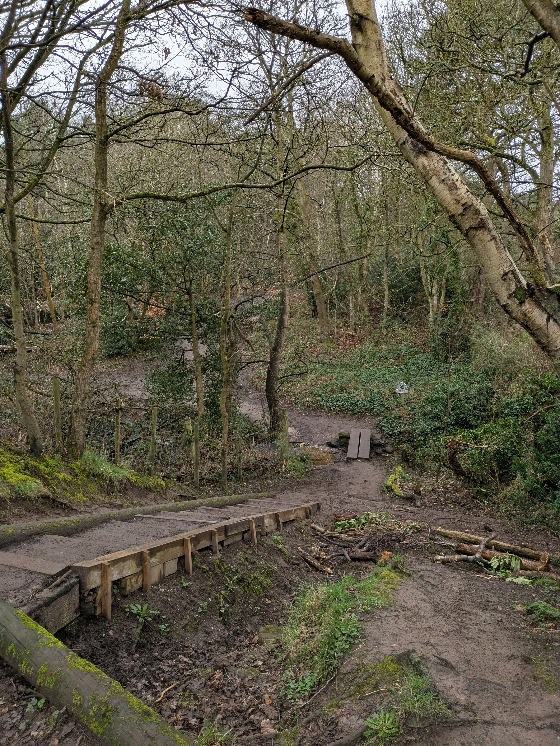 A muddy forest path with wooden steps and a small bridge is surrounded by trees and greenery.